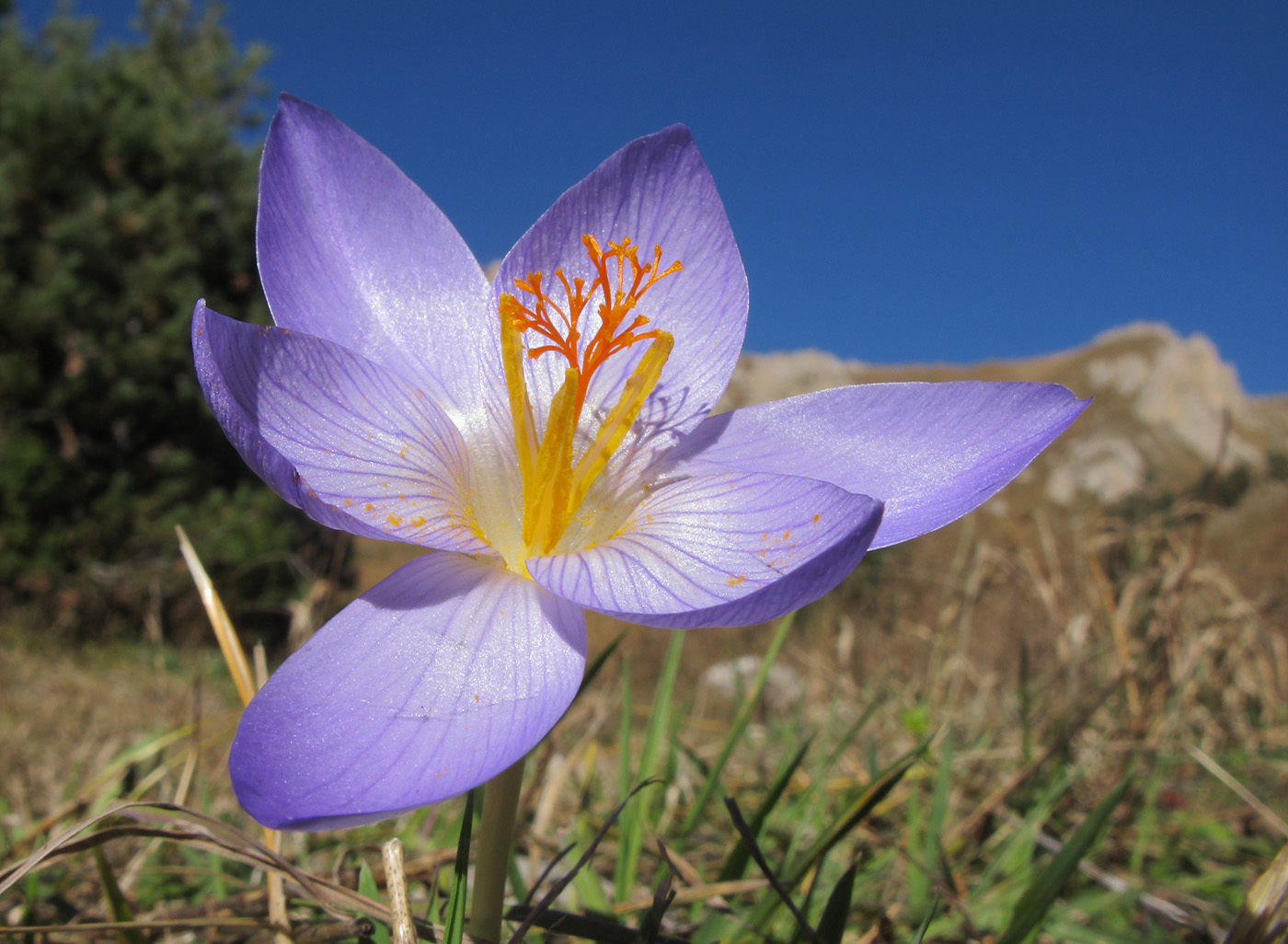 Autumn crocuses - My, Plants, Botany, Entertaining botany, crocuses, Longpost, Flowers, The photo