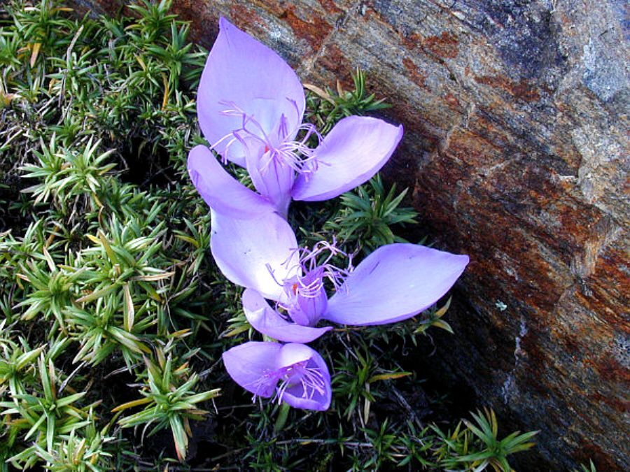 Autumn crocuses - My, Plants, Botany, Entertaining botany, crocuses, Longpost, Flowers, The photo