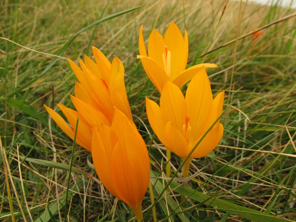 Autumn crocuses - My, Plants, Botany, Entertaining botany, crocuses, Longpost, Flowers, The photo