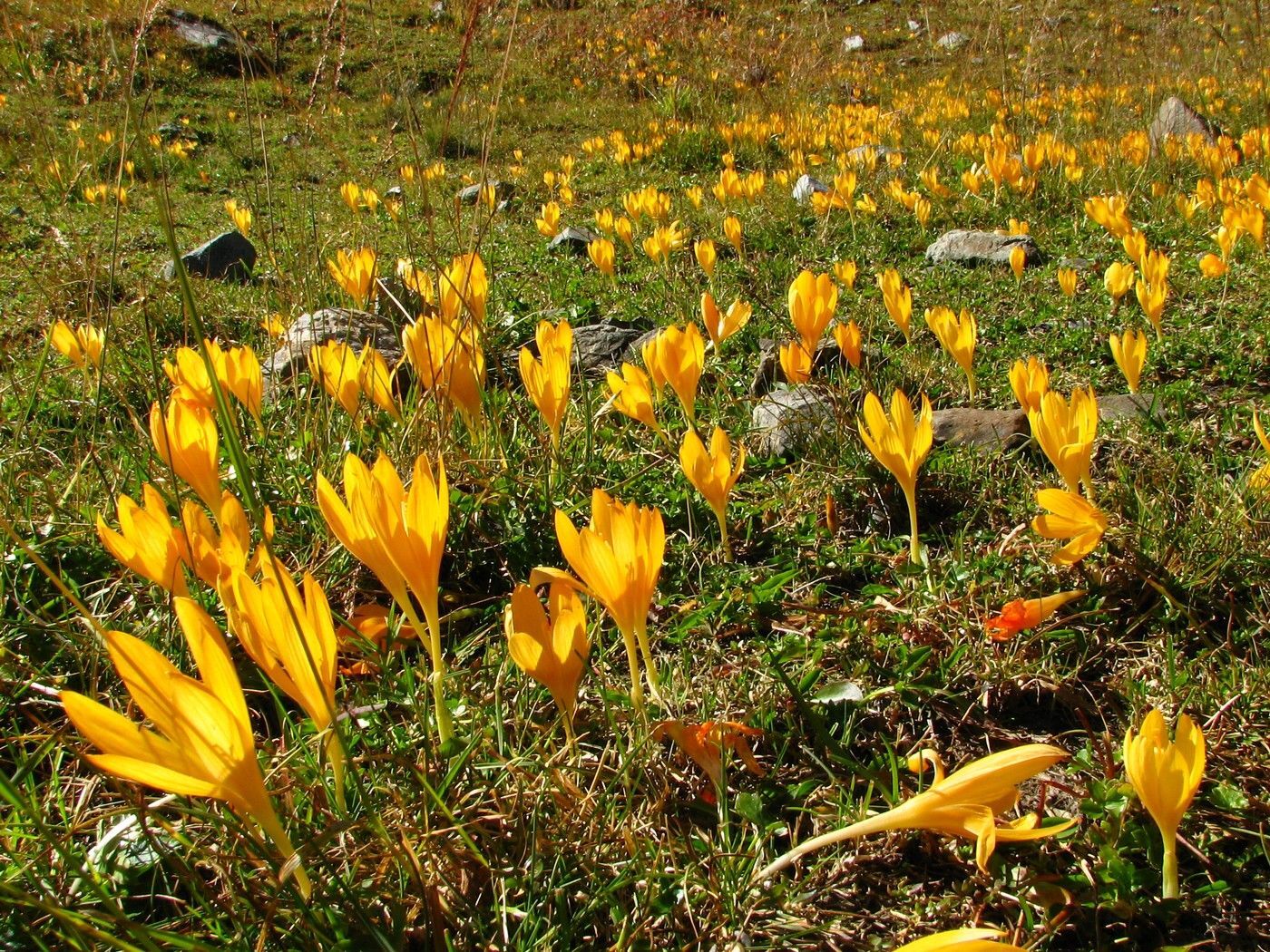 Autumn crocuses - My, Plants, Botany, Entertaining botany, crocuses, Longpost, Flowers, The photo