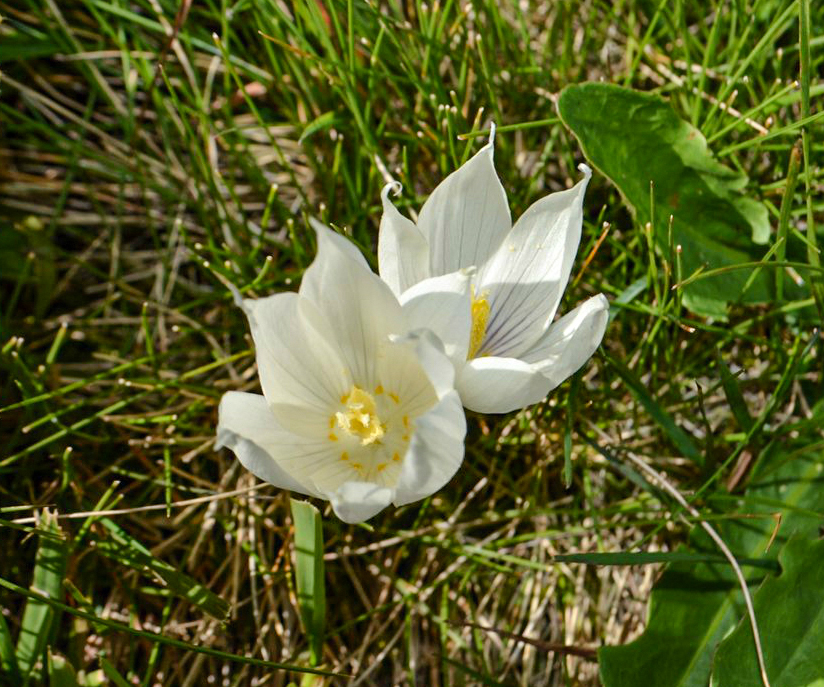 Autumn crocuses - My, Plants, Botany, Entertaining botany, crocuses, Longpost, Flowers, The photo