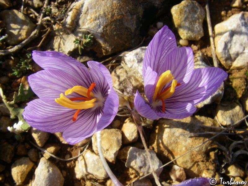 Autumn crocuses - My, Plants, Botany, Entertaining botany, crocuses, Longpost, Flowers, The photo