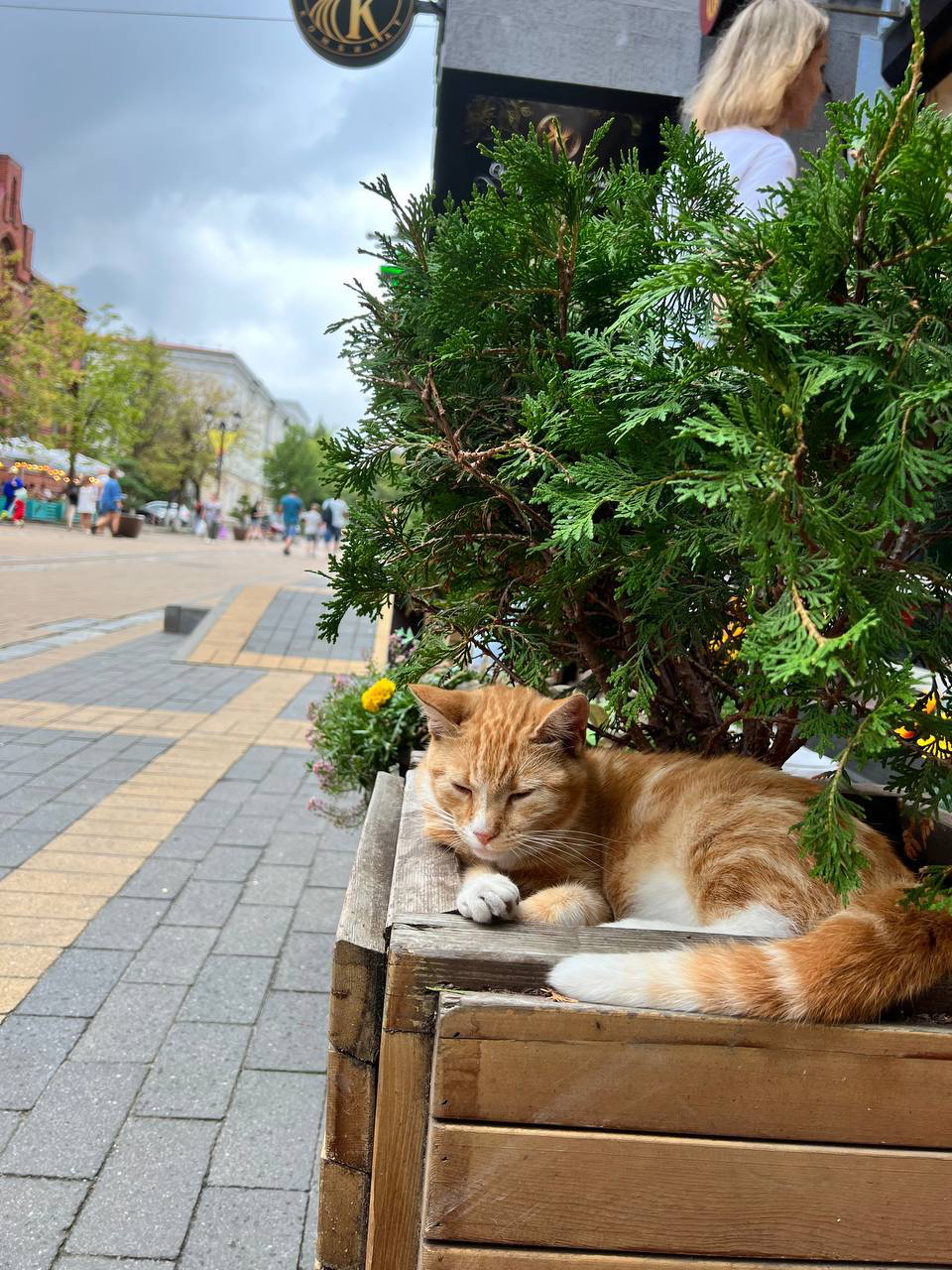 Cats against burnout - Pet the cat, Travel across Russia, Fluffy, Tricolor cat, Telegram (link), Longpost