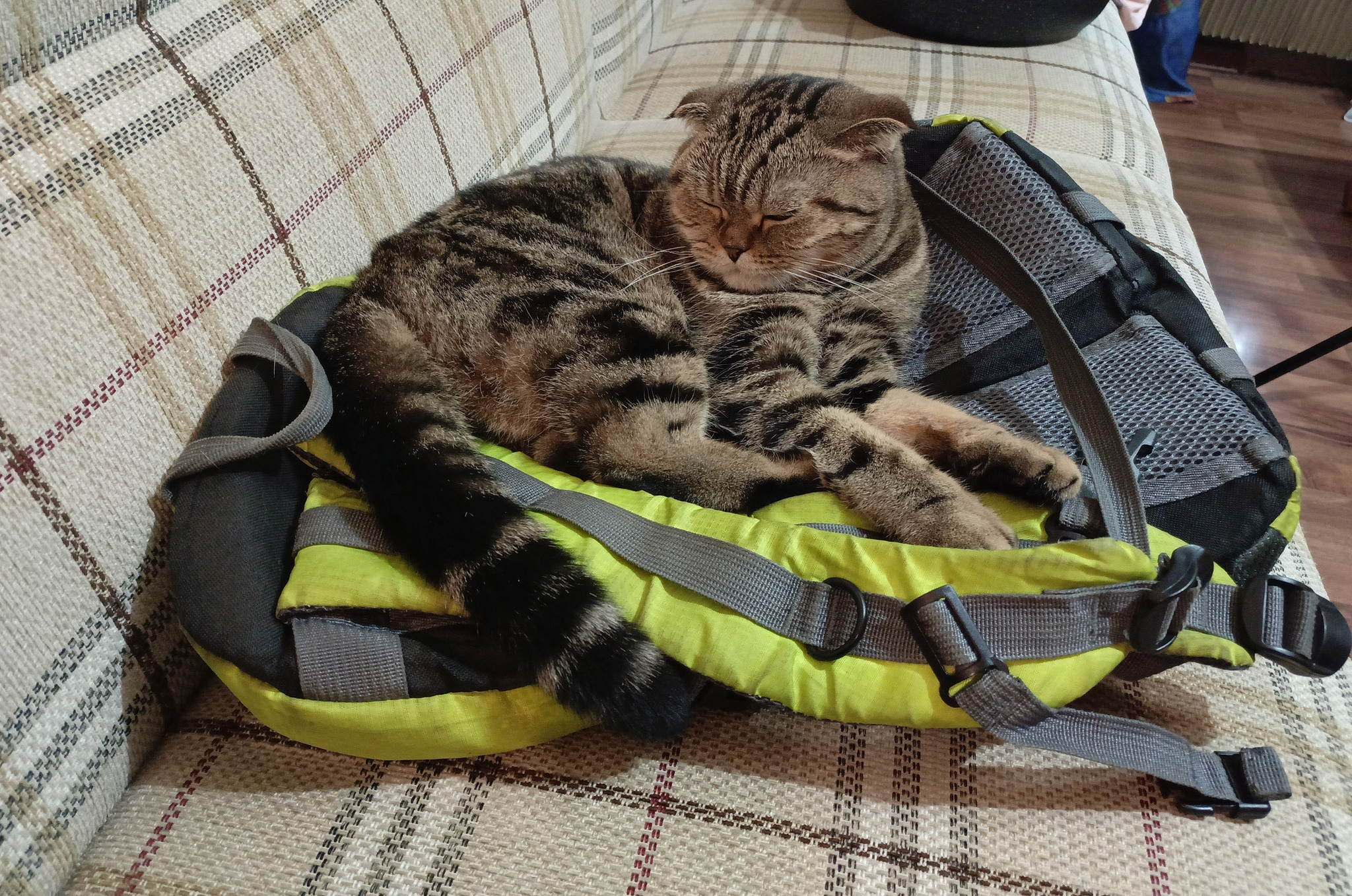 Orphan of Kazan - My, cat, Scottish lop-eared, Sirota Kazanskaya, Backpack, The photo, Humor