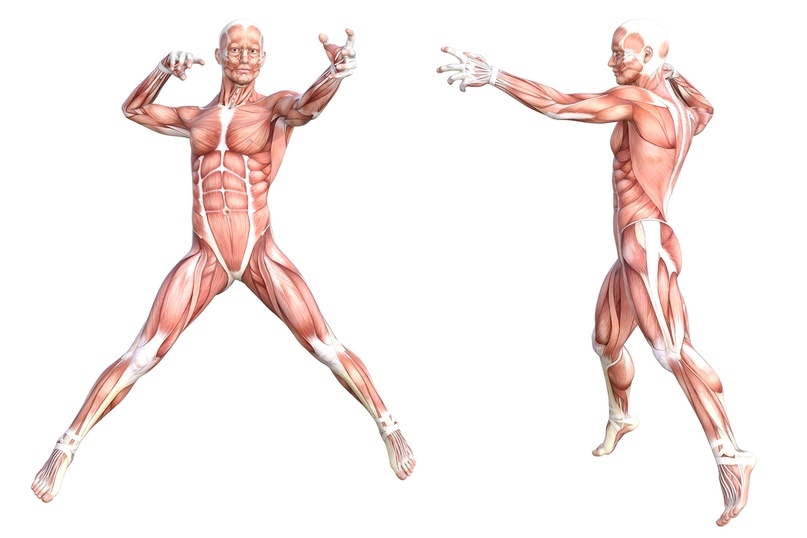 How Much Protein Do You Need? Muscles and Connective Tissue. Lyle MacDonald - My, Cmt, The science, Protein, Muscle, Protein, Longpost