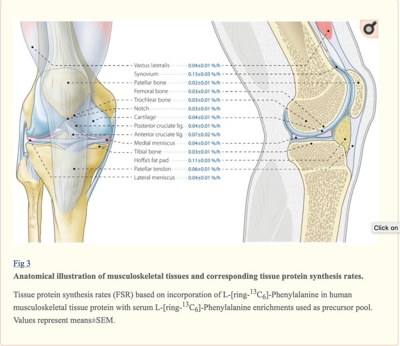 How Much Protein Do You Need? Muscles and Connective Tissue. Lyle MacDonald - My, Cmt, The science, Protein, Muscle, Protein, Longpost