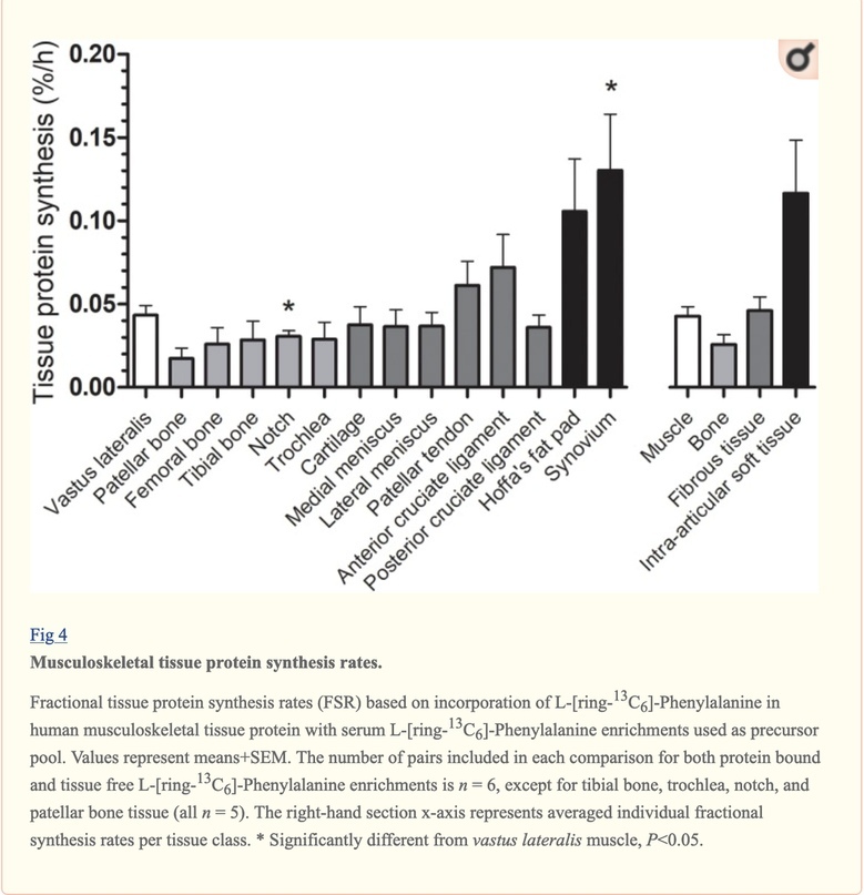 How Much Protein Do You Need? Muscles and Connective Tissue. Lyle MacDonald - My, Cmt, The science, Protein, Muscle, Protein, Longpost