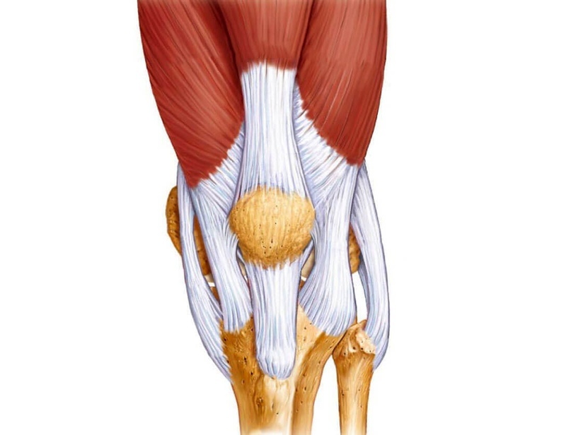 How Much Protein Do You Need? Muscles and Connective Tissue. Lyle MacDonald - My, Cmt, The science, Protein, Muscle, Protein, Longpost