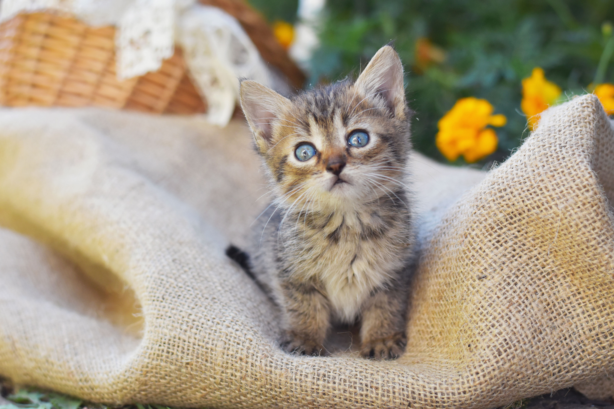 Милейший маленький бездомыш - Моё, Кот, Кошатники, Животные, Котята, Фотография, Бездомные животные, Милота, Длиннопост