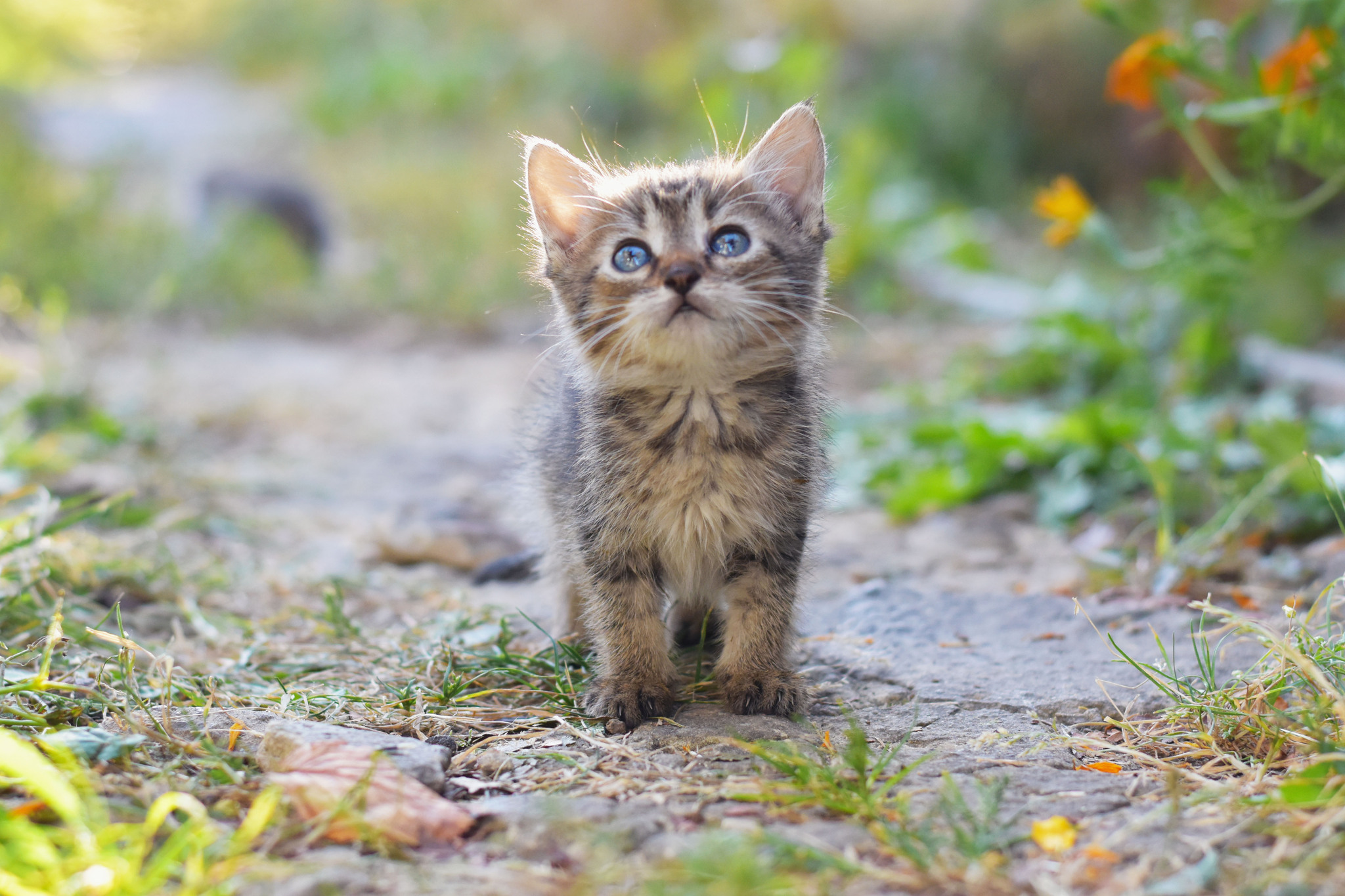 Милейший маленький бездомыш - Моё, Кот, Кошатники, Животные, Котята, Фотография, Бездомные животные, Милота, Длиннопост