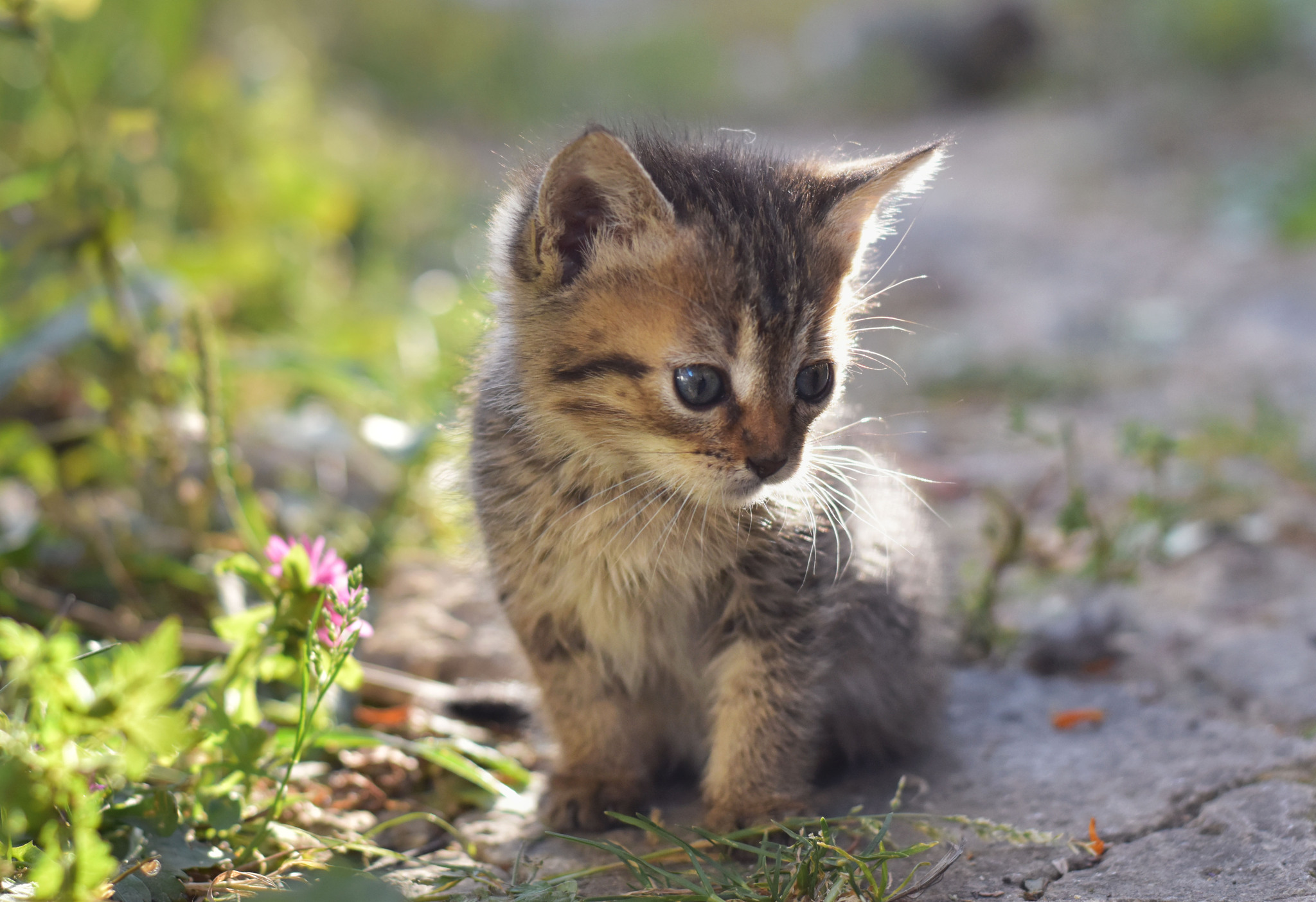 Милейший маленький бездомыш - Моё, Кот, Кошатники, Животные, Котята, Фотография, Бездомные животные, Милота, Длиннопост