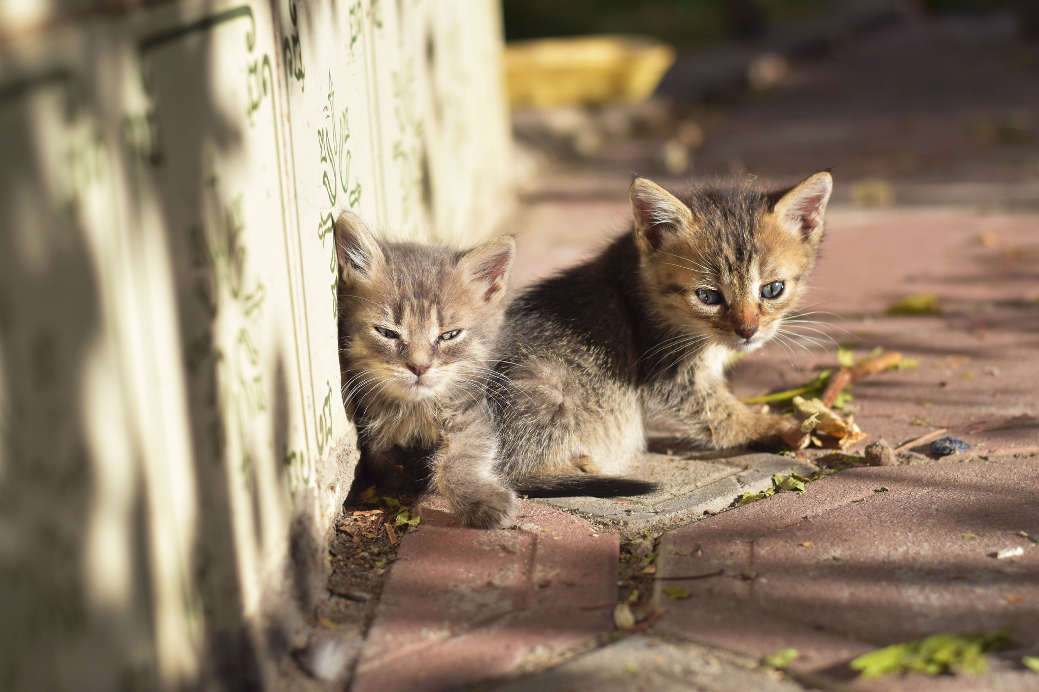 Милейший маленький бездомыш - Моё, Кот, Кошатники, Животные, Котята, Фотография, Бездомные животные, Милота, Длиннопост