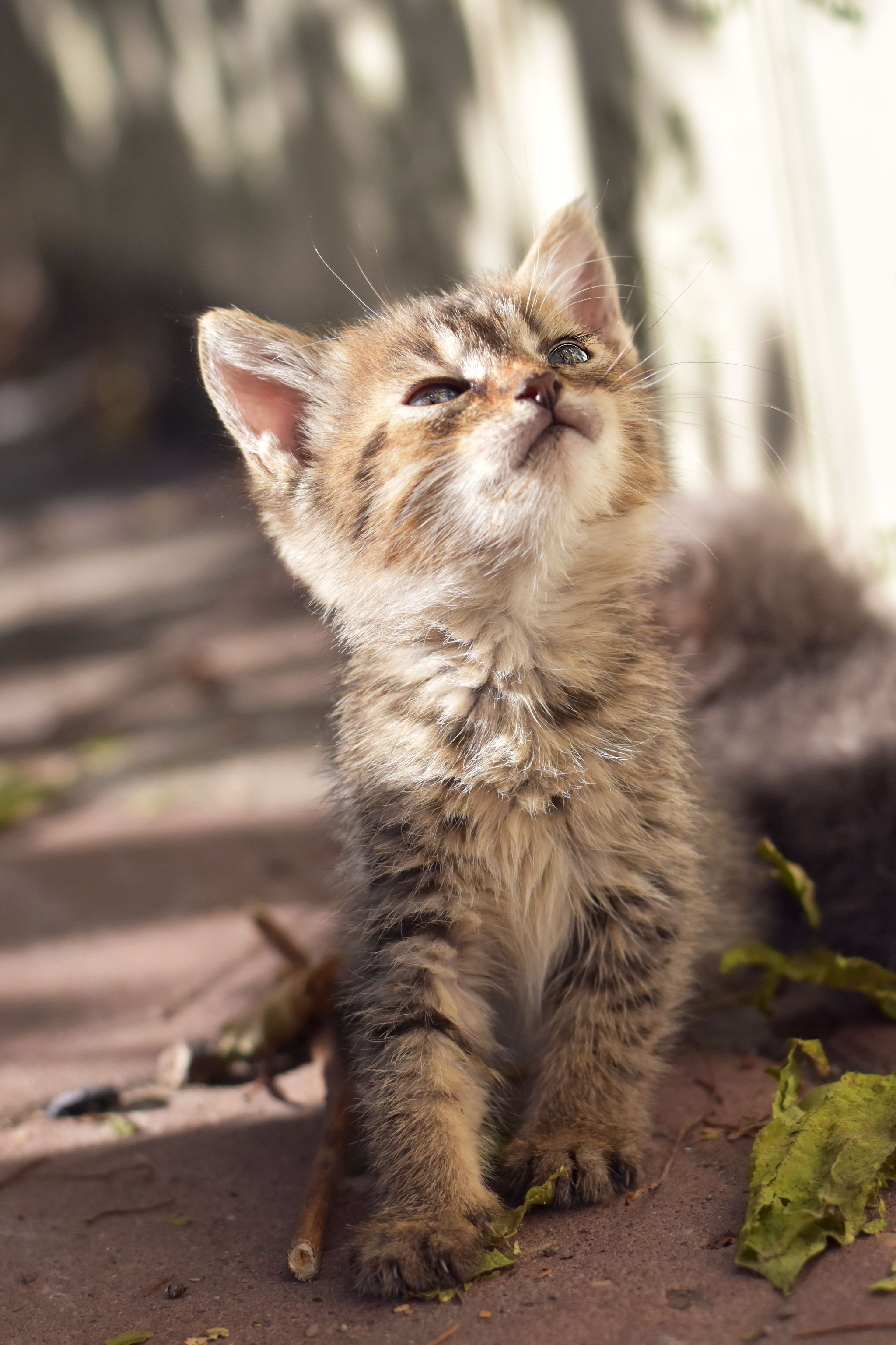 Милейший маленький бездомыш - Моё, Кот, Кошатники, Животные, Котята, Фотография, Бездомные животные, Милота, Длиннопост