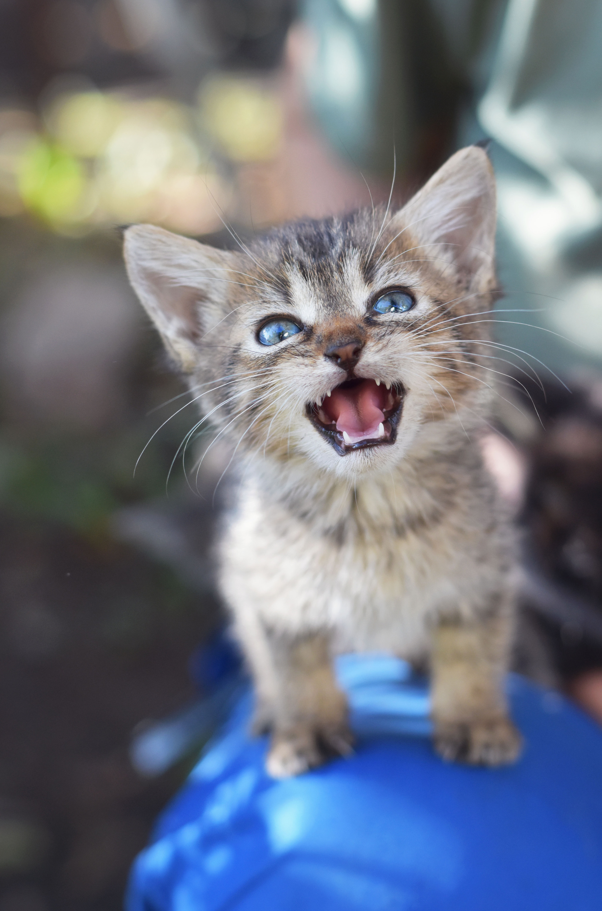 Милейший маленький бездомыш - Моё, Кот, Кошатники, Животные, Котята, Фотография, Бездомные животные, Милота, Длиннопост