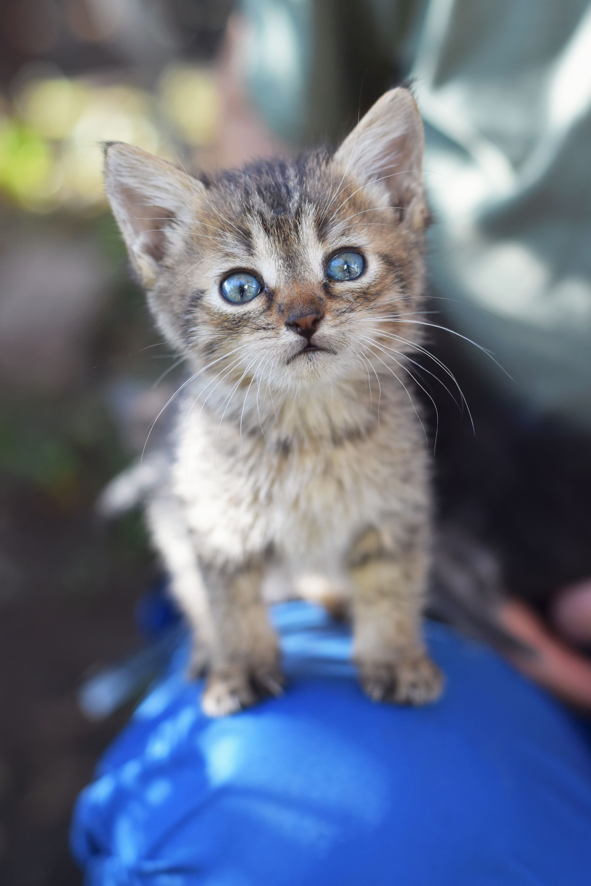 Милейший маленький бездомыш - Моё, Кот, Кошатники, Животные, Котята, Фотография, Бездомные животные, Милота, Длиннопост