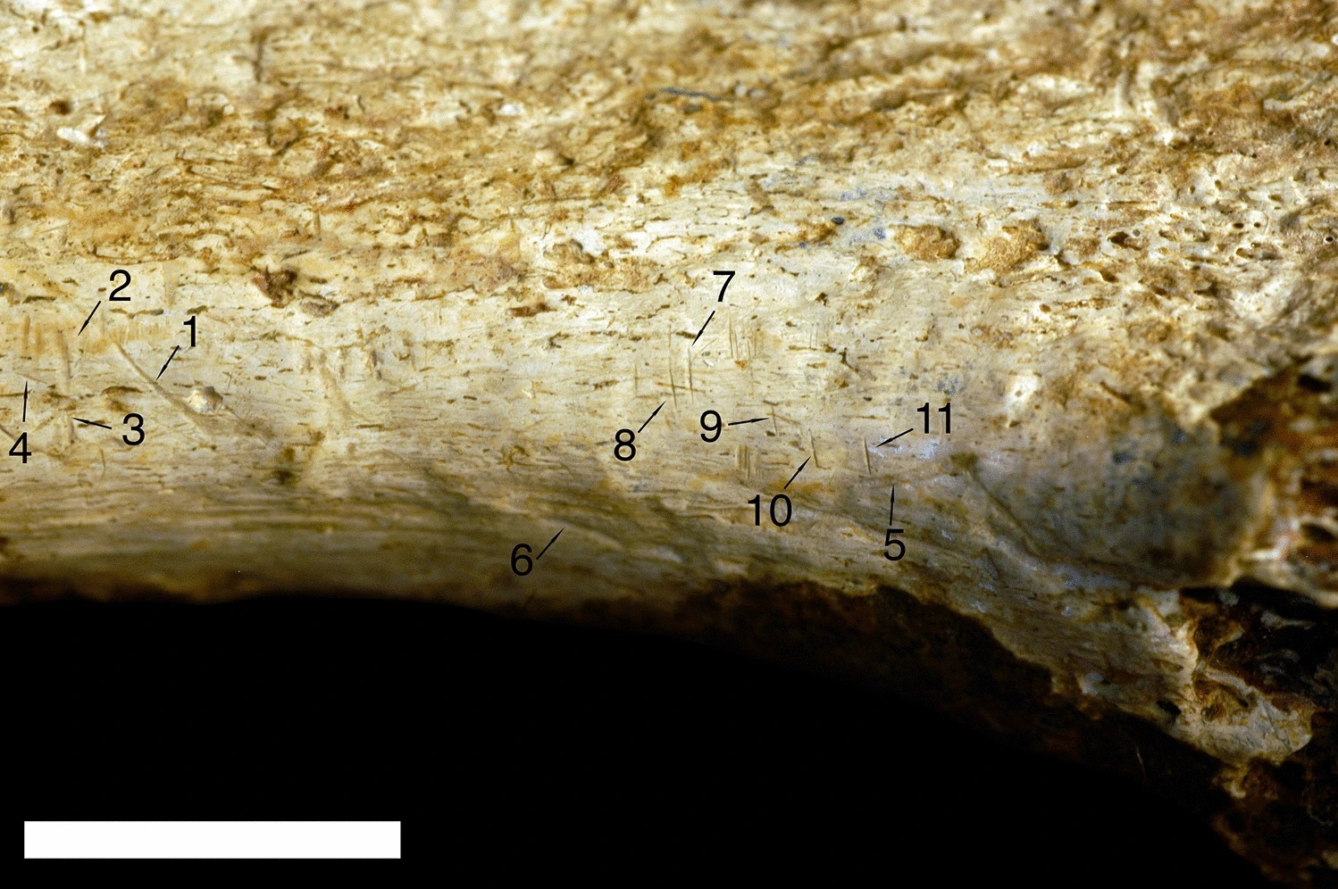 About ancient cannibalism - My, Nauchpop, Archeology, Research, The science, Scientists, Longpost