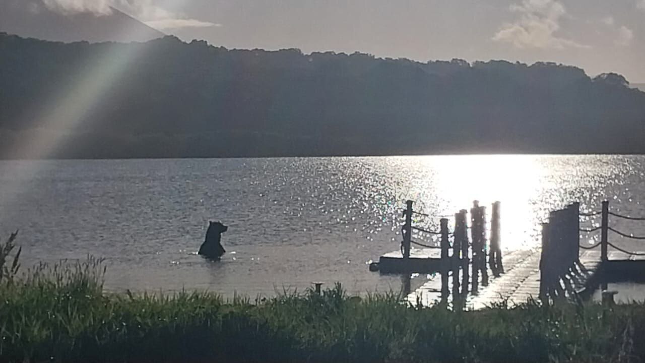 Two bears on Kuril Lake - Brown bears, South Kamchatka Reserve, Kamchatka, Kuril lake, wildlife, Wild animals, The Bears, Video, Telegram (link)