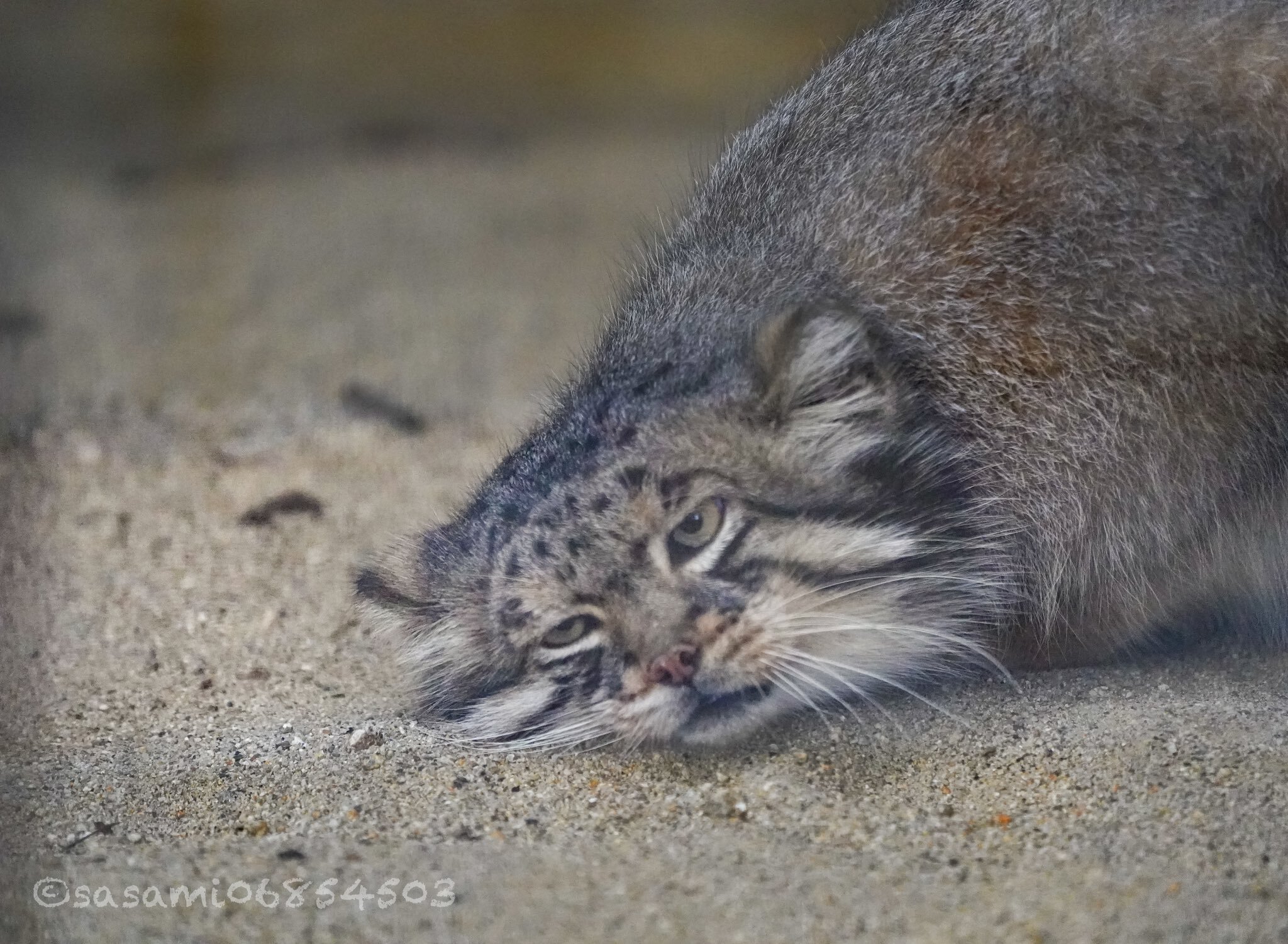 Good morning... - Wild animals, Zoo, Predatory animals, Cat family, Pallas' cat, Small cats