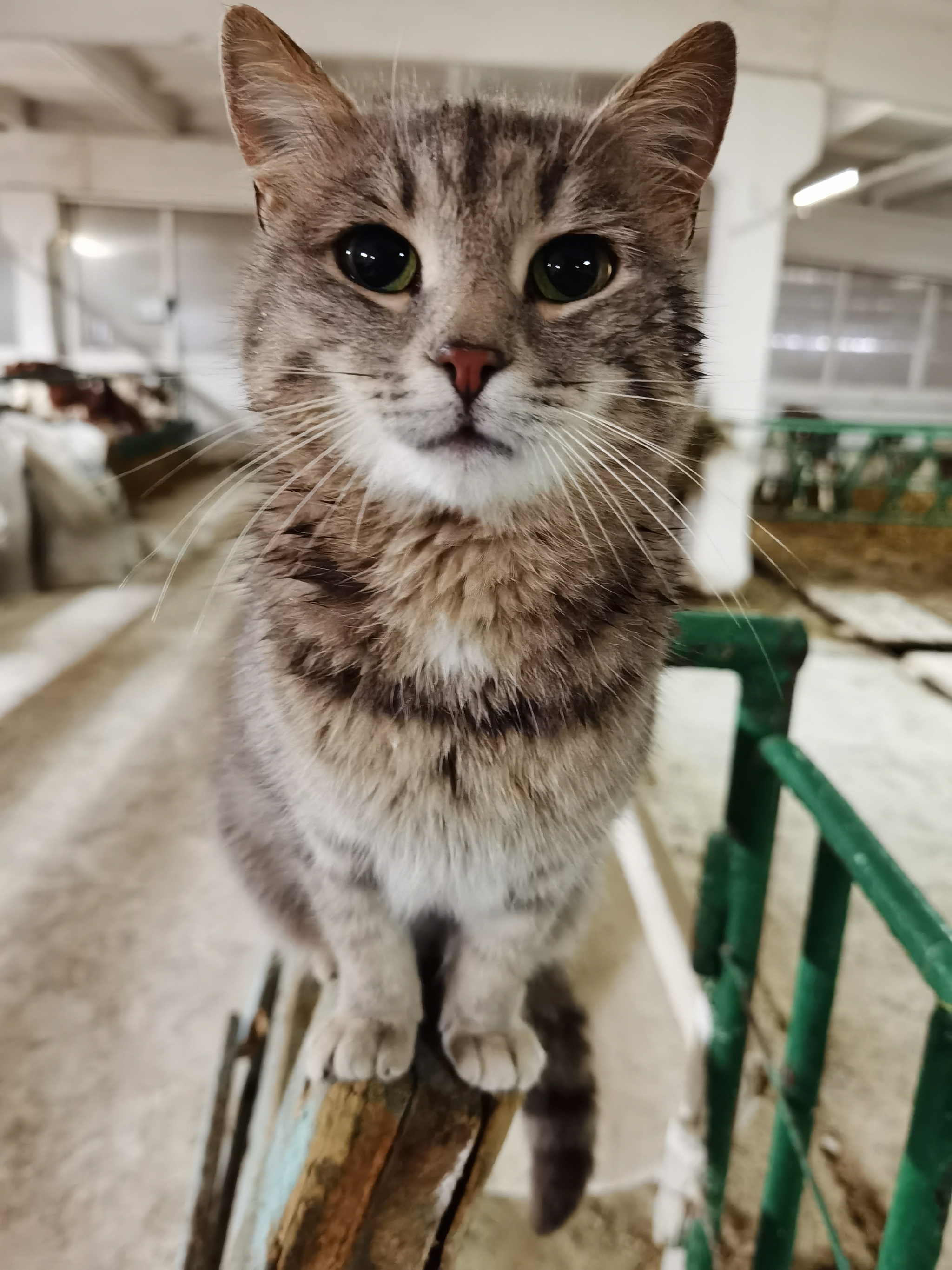 The sad story of the most loving, but not the most beloved Kitty - My, Village, Veterinary, cat, Village, Sadness, Homeless animals, Video, Vertical video, Soundless, Longpost