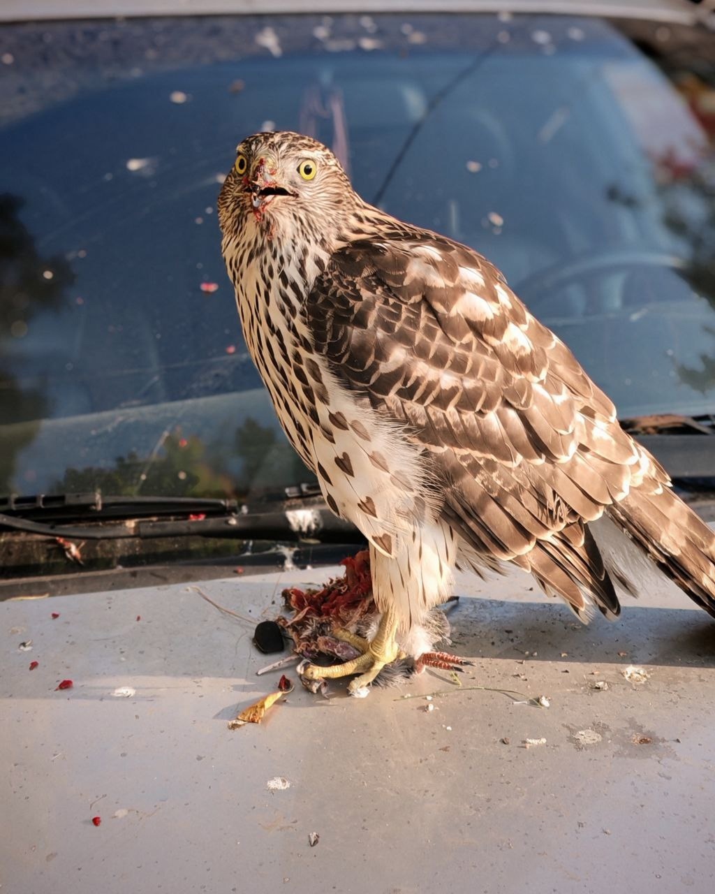 In St. Petersburg, a predator decided to dine on the hood of a car - My, Saint Petersburg, Hawk Grouse, Each creature has a pair, Pavel Glazkov, Video, Vertical video, Longpost, Pigeon