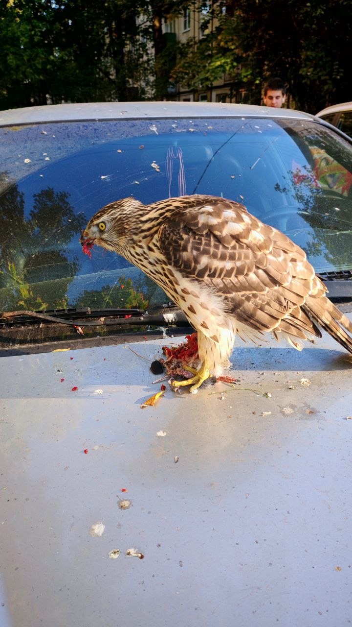 In St. Petersburg, a predator decided to dine on the hood of a car - My, Saint Petersburg, Hawk Grouse, Each creature has a pair, Pavel Glazkov, Video, Vertical video, Longpost, Pigeon