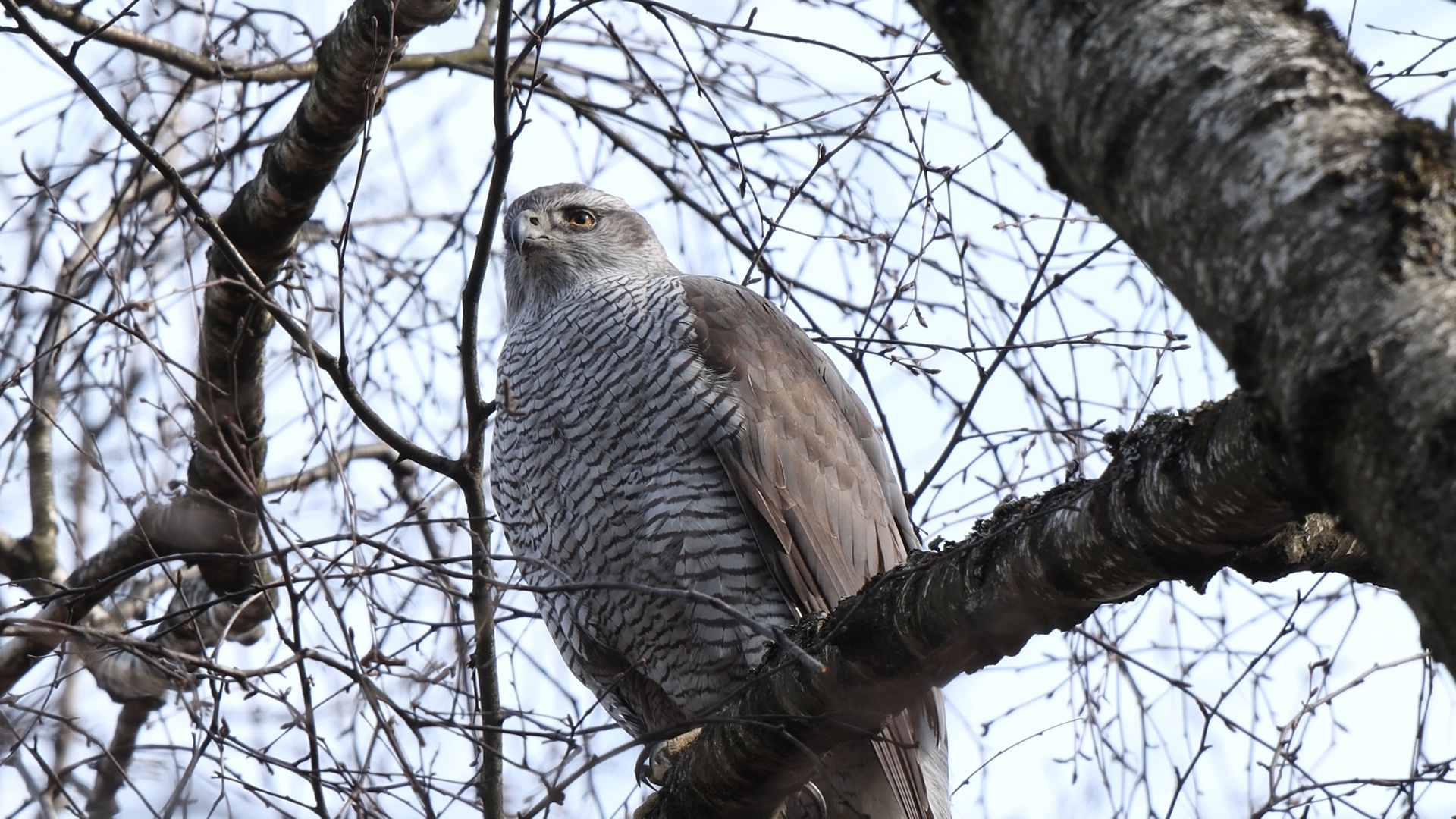 In St. Petersburg, a predator decided to dine on the hood of a car - My, Saint Petersburg, Hawk Grouse, Each creature has a pair, Pavel Glazkov, Video, Vertical video, Longpost, Pigeon