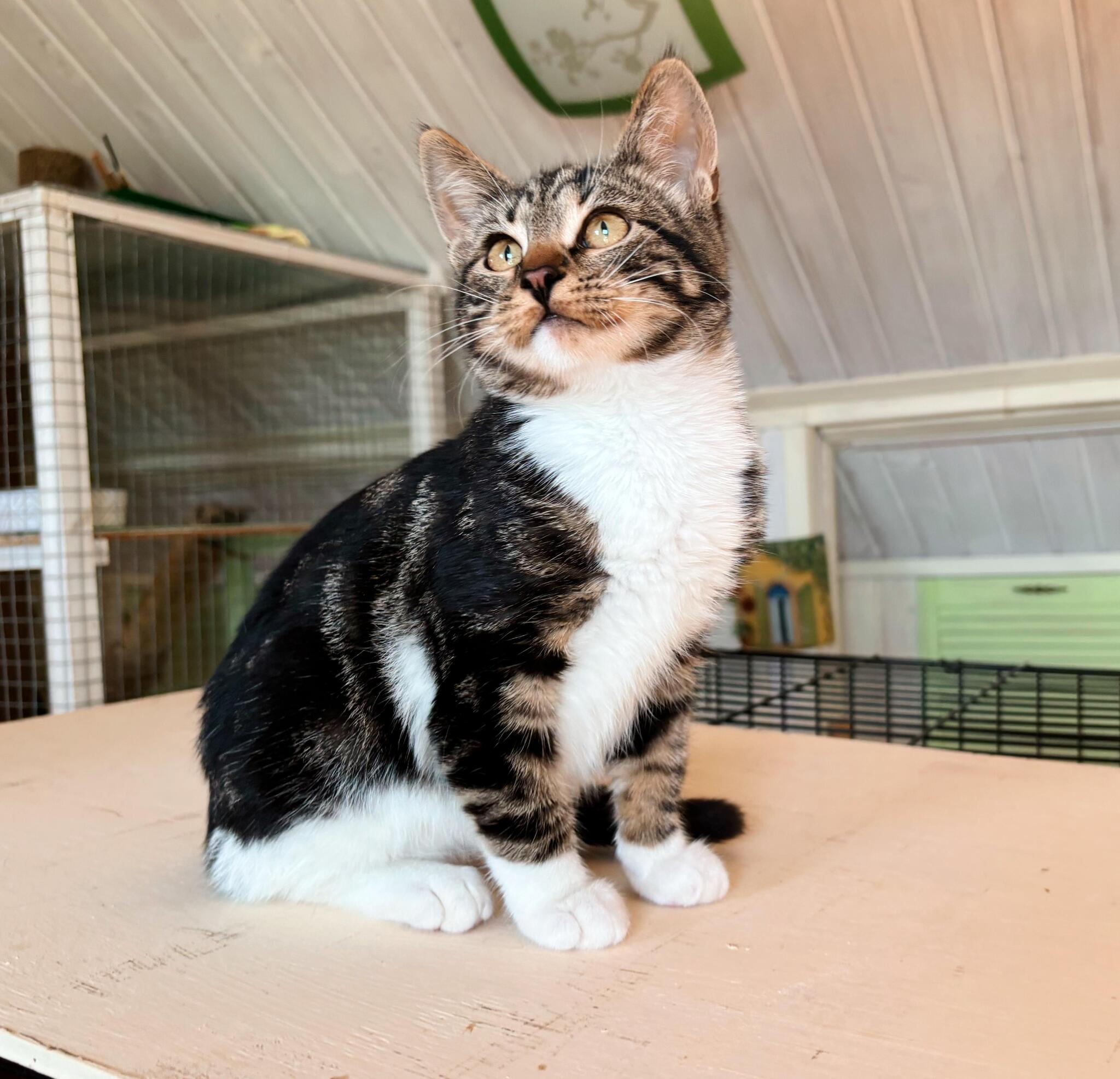 Moscow! Kitty Murzilka is waiting for kind hands - My, In good hands, Tricolor cat, Homeless animals, Pets, No rating, cat, Kittens, Cat lovers, Pet the cat, Longpost, Volunteering