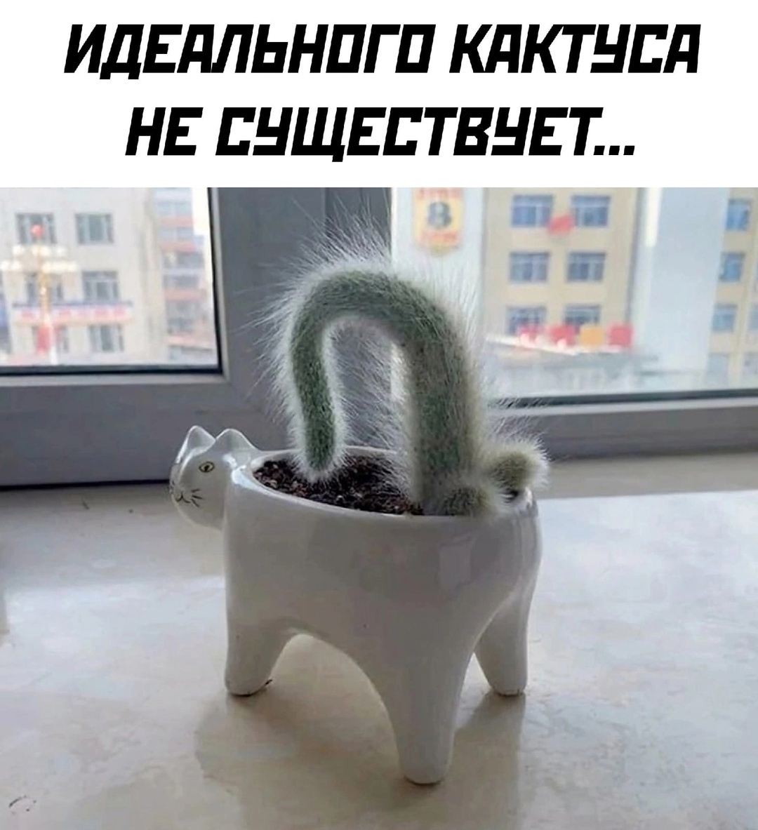 Cactus - From the network, Picture with text, Humor, Cactus