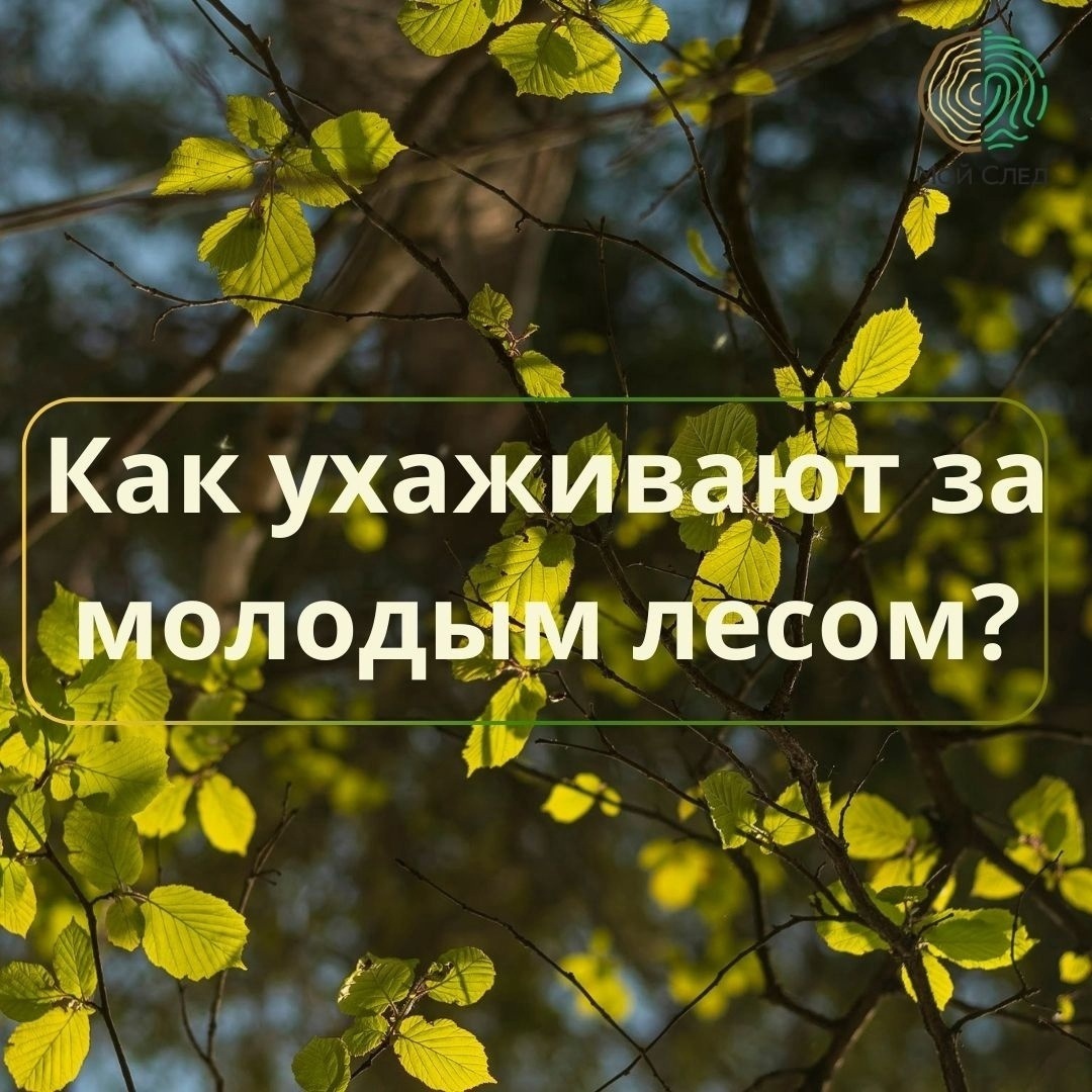 Лес мало посадить, за ним нужно ухаживать! - Экология, Мусор, Природа, Лес, Экопросвещение, Мбн, Прогулка по лесу, Лесник, Лесные пожары, Окружающая среда, Загрязнение окружающей среды, Дерево, Уход, Длиннопост