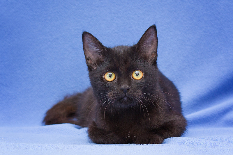 Black kitten Frosya in good hands - Black cat, Kittens, cat, Cat lovers, Pet the cat, Homeless animals, Overexposure, Moscow, Moscow region, In good hands, Fluffy