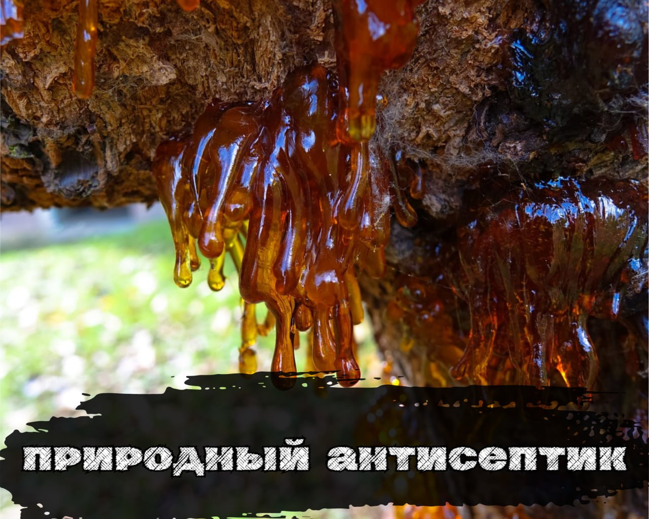 Pine Resin: Natural Antiseptic for Survival - My, Health, Survival, Education, Hike, Travels, Article, Antiseptic, Forest, Nature, Resin, Application, How?, Advantage, Properties, Important, Knowledge, Means, Solution