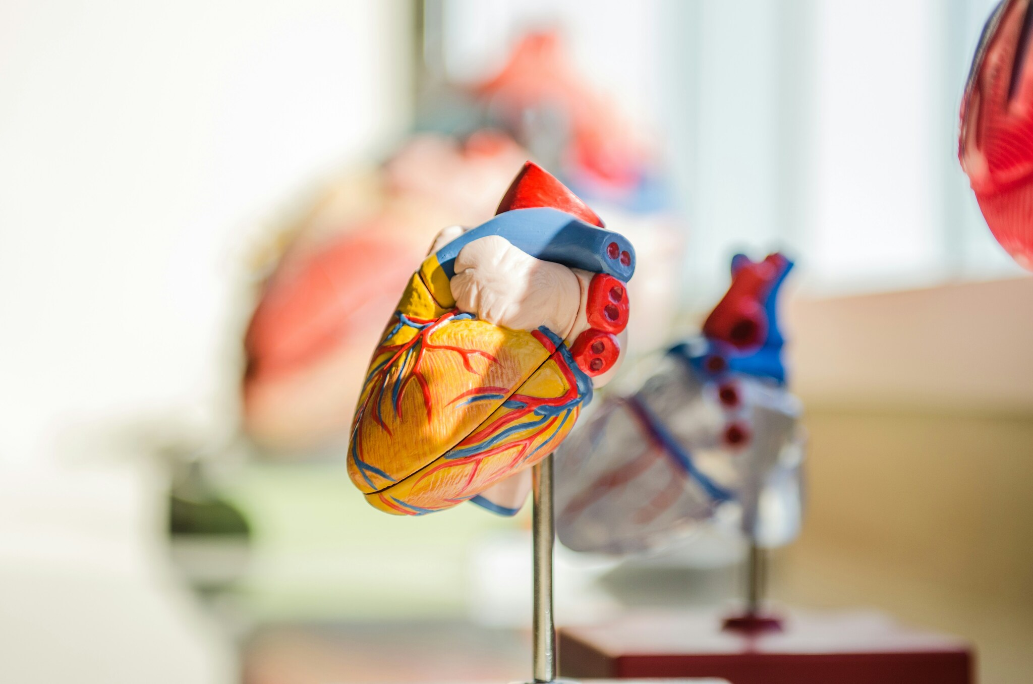 Why the heart stops and rhesus conflict occurs: PNIPU scientists share interesting facts about our circulatory system - My, The science, Health, The medicine, Nauchpop, Blood, Heart, Longpost