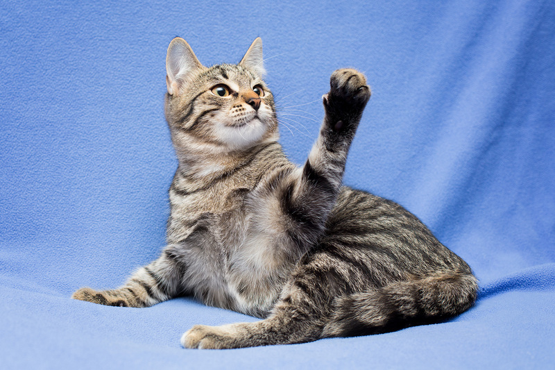 Gray tabby kitten Novella as a gift - cat, Cat lovers, Kittens, In good hands, Overexposure, Homeless animals, Pet the cat, Moscow, Moscow region, Shelter, Volunteering, Longpost