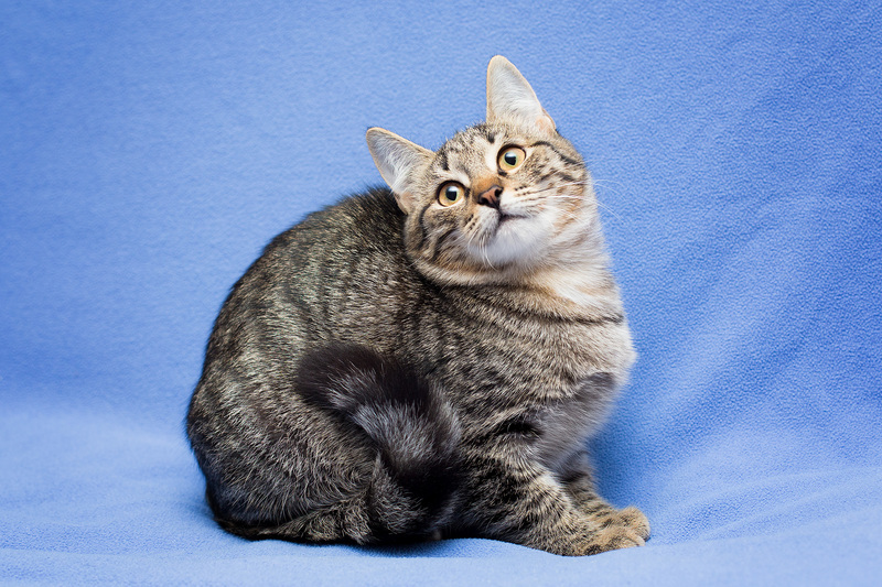 Gray tabby kitten Novella as a gift - cat, Cat lovers, Kittens, In good hands, Overexposure, Homeless animals, Pet the cat, Moscow, Moscow region, Shelter, Volunteering, Longpost