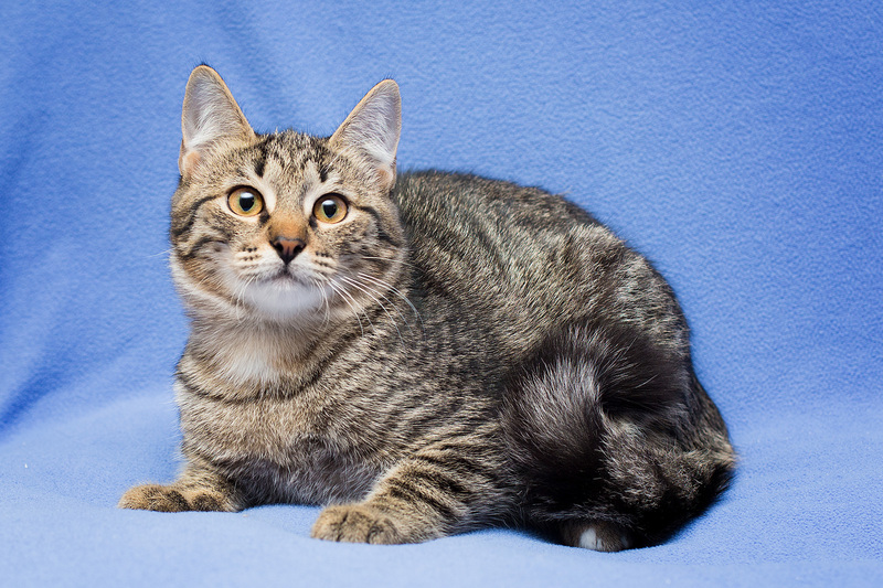 Gray tabby kitten Novella as a gift - cat, Cat lovers, Kittens, In good hands, Overexposure, Homeless animals, Pet the cat, Moscow, Moscow region, Shelter, Volunteering, Longpost