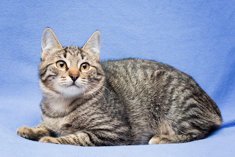 Gray tabby kitten Novella as a gift - cat, Cat lovers, Kittens, In good hands, Overexposure, Homeless animals, Pet the cat, Moscow, Moscow region, Shelter, Volunteering, Longpost