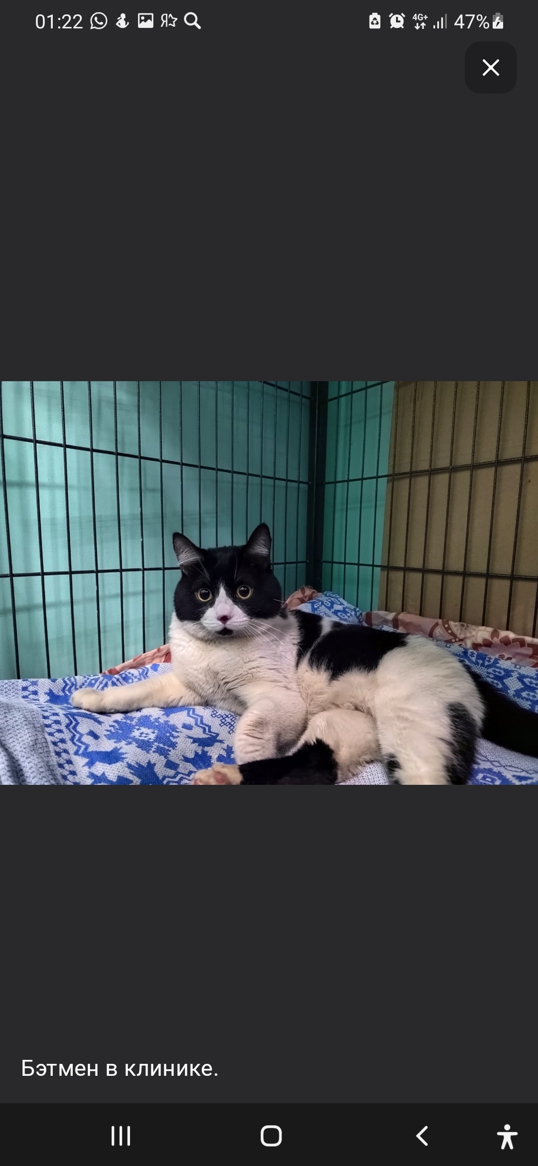 Batman: The Uncooperative Cat Found His Human - My, cat, Animal shelter, House, Kindness, Batman, Positive, Helping animals, Krasnoyarsk, Video, Longpost