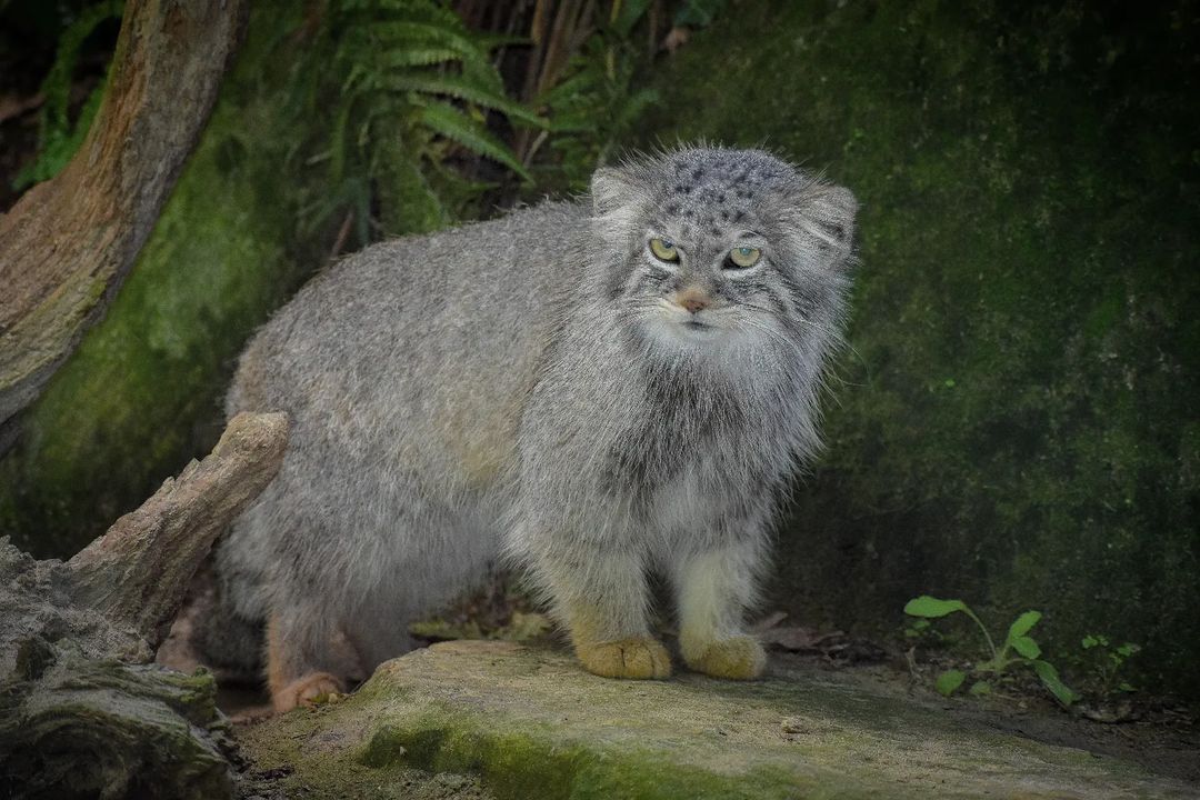 Beauty from sunny Italy - Pallas' cat, Small cats, Cat family, Predatory animals, Wild animals, The photo, Zoo, Instagram (link), YouTube (link), Reddit (link), Longpost