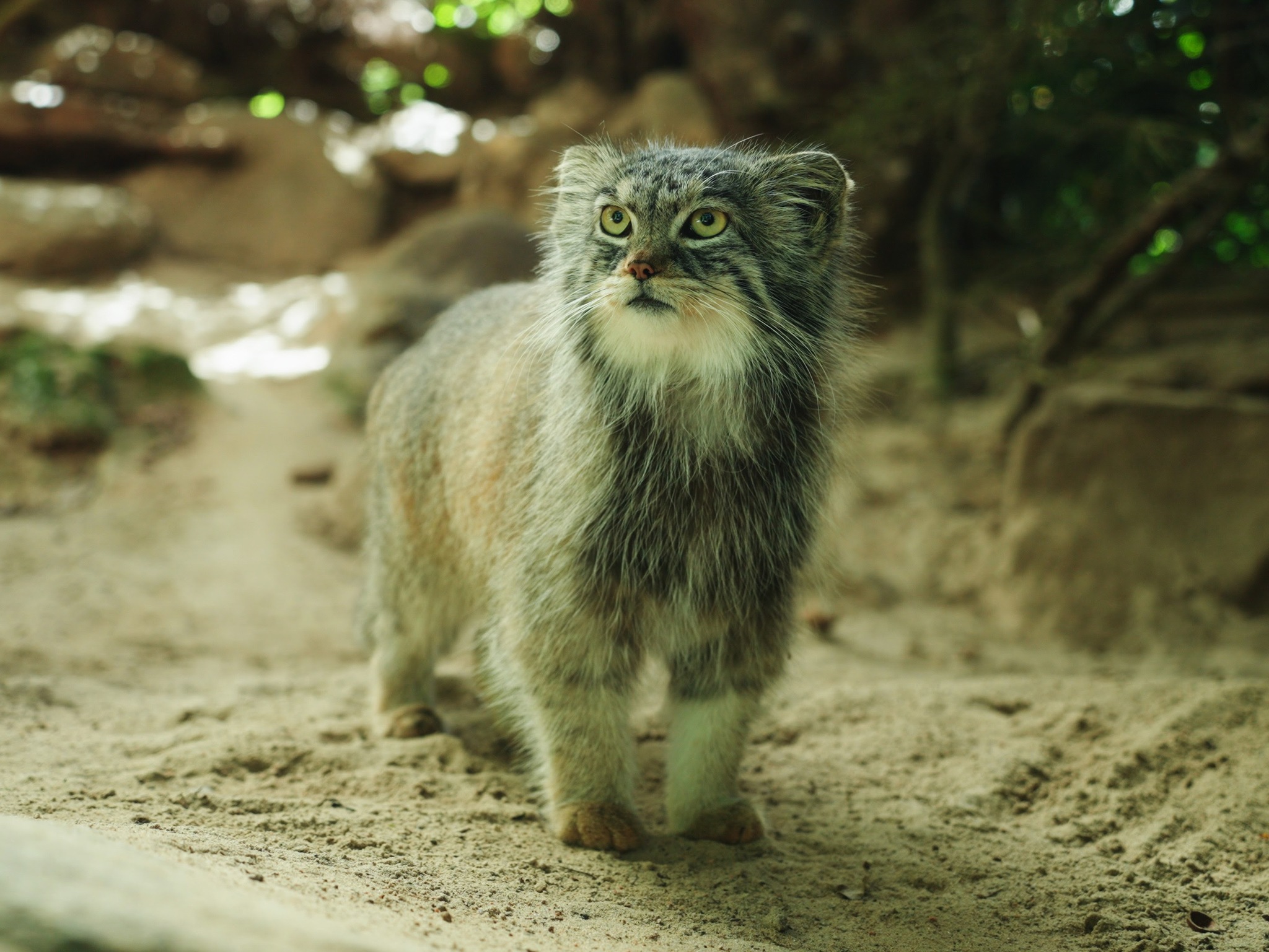 Beauty from sunny Italy - Pallas' cat, Small cats, Cat family, Predatory animals, Wild animals, The photo, Zoo, Instagram (link), YouTube (link), Reddit (link), Longpost