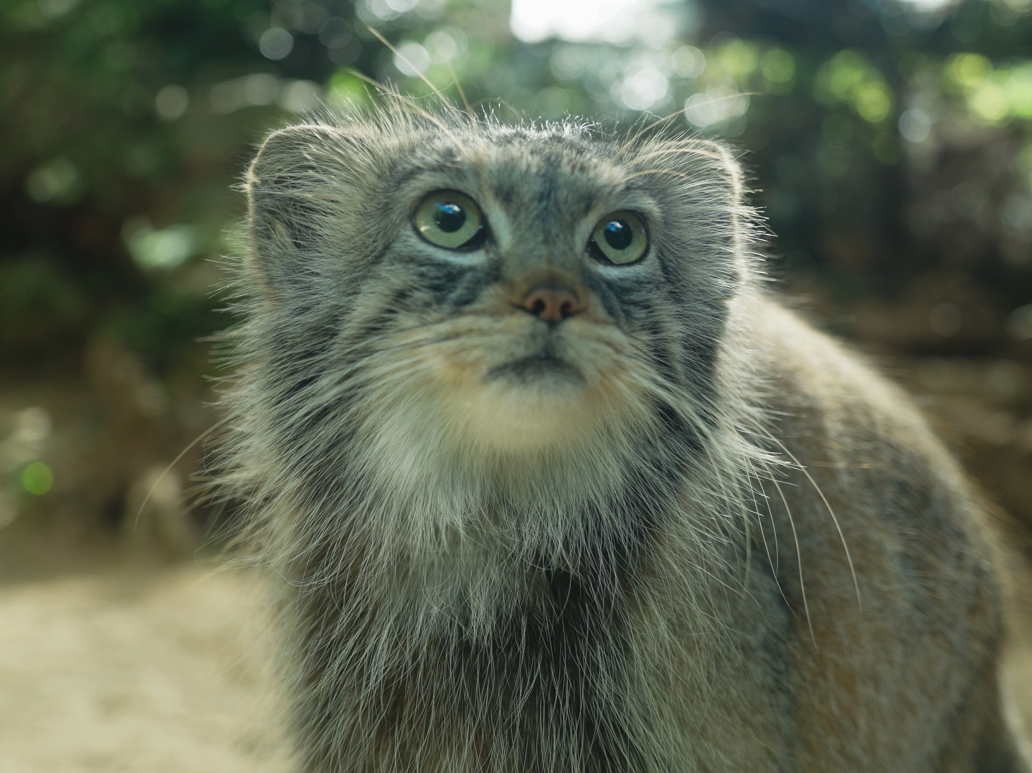 Beauty from sunny Italy - Pallas' cat, Small cats, Cat family, Predatory animals, Wild animals, The photo, Zoo, Instagram (link), YouTube (link), Reddit (link), Longpost