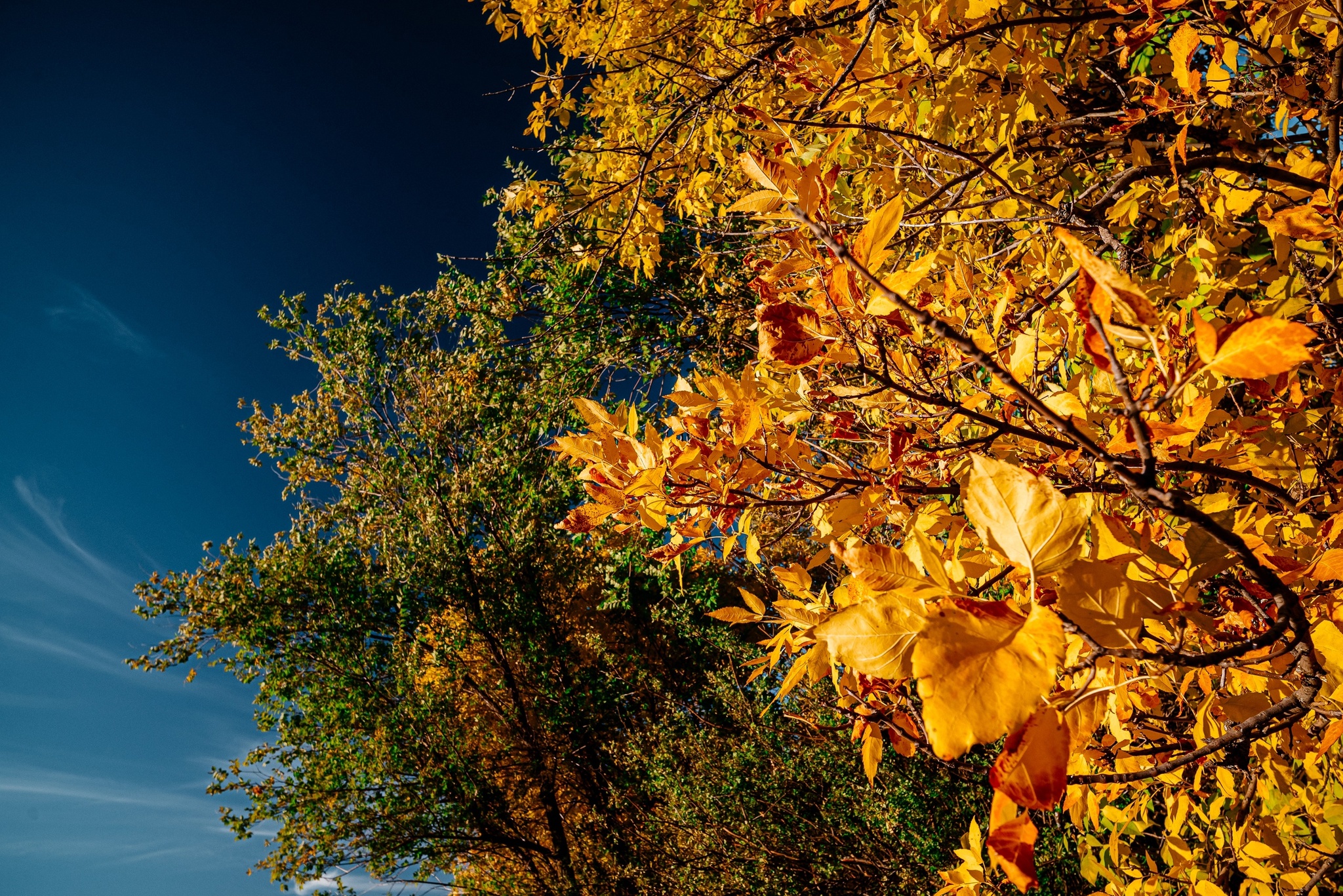 What is autumn? It's the sky... - My, The photo, Kazakhstan, Nikon, Uralsk, Landscape, Autumn, Longpost