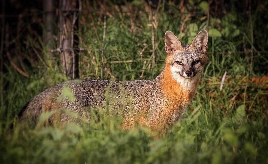 Gray fox - Grey Fox, Canines, Predatory animals, Wild animals, wildlife, North America, The photo