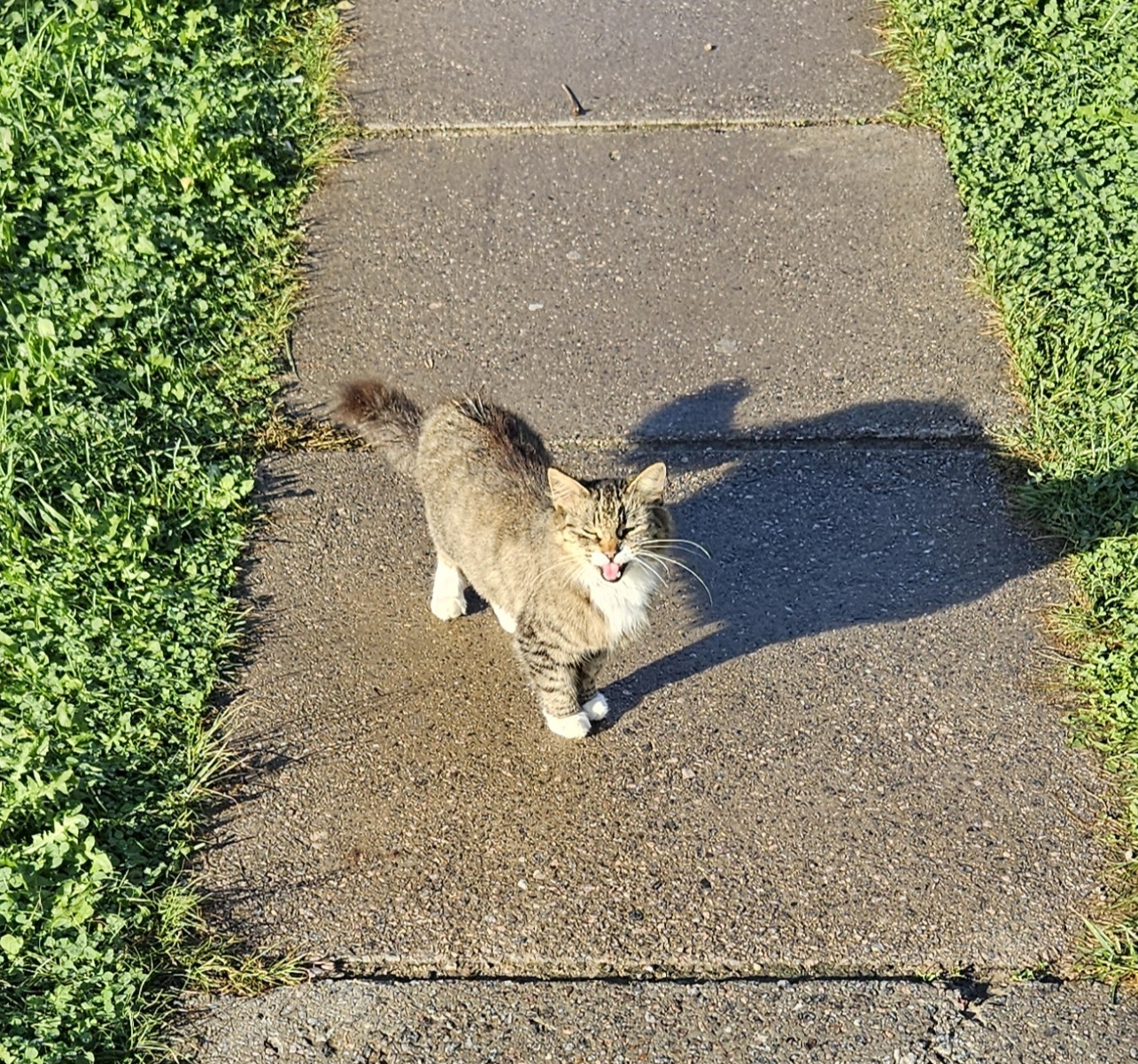 Kitty in good hands! - My, Saint Petersburg, Leningrad region, No rating, Is free, In good hands, cat, Volunteering, Animals, Fluffy, Pets, Longpost, Homeless animals