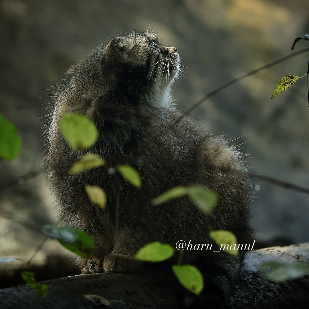 Pollichka knows how to pose - Predatory animals, Wild animals, Cat family, Pallas' cat, Zoo, Small cats, The photo