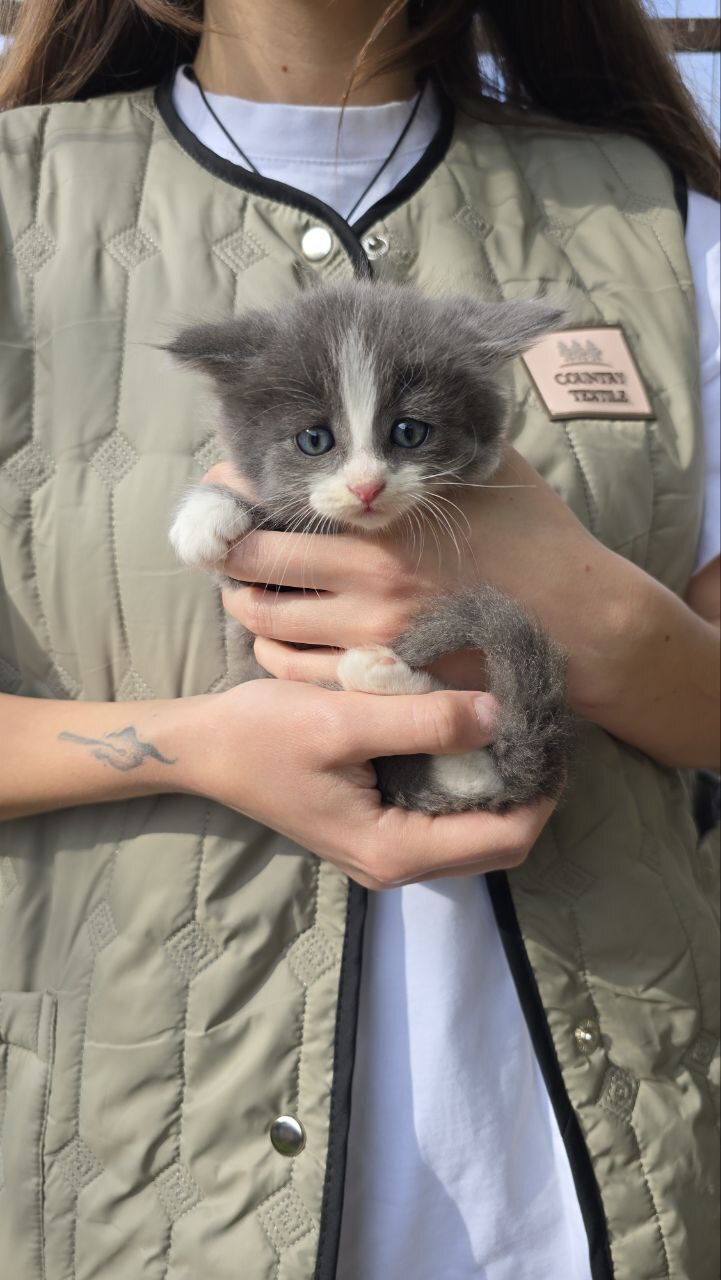 More abandoned kittens at dachas somewhere near Tula. Urgently need a home for the little ones or a foster home - Moscow region, Tula region, No rating, In good hands, Helping animals, cat, The strength of the Peekaboo, Kittens, Homeless animals, Kindness, Video, Vertical video, Longpost, Moscow