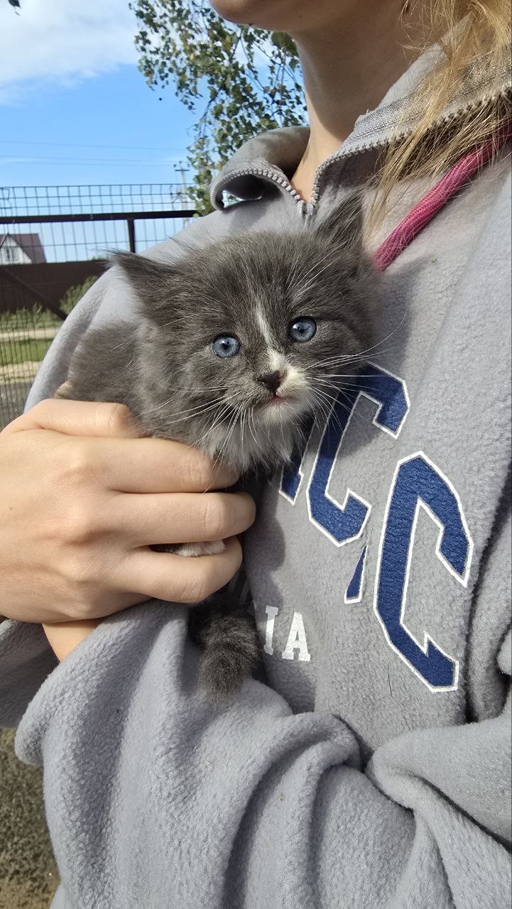 Continuation of the post Another abandoned kittens at dachas somewhere near Tula. Urgently need a home for the little ones or a foster home - Moscow region, Tula region, No rating, In good hands, Helping animals, cat, The strength of the Peekaboo, Kittens, Homeless animals, Kindness, Video, Vertical video, Longpost, Moscow, Reply to post