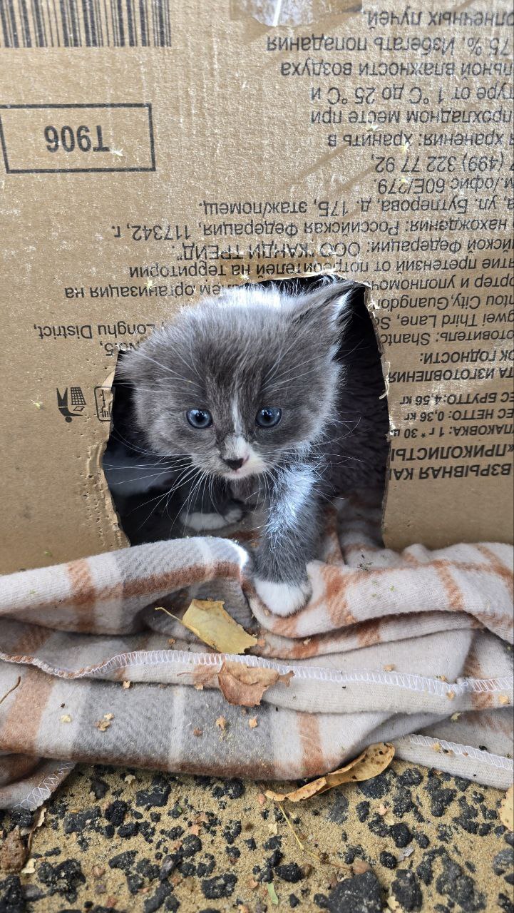 Continuation of the post Another abandoned kittens at dachas somewhere near Tula. Urgently need a home for the little ones or a foster home - Moscow region, Tula region, No rating, In good hands, Helping animals, cat, The strength of the Peekaboo, Kittens, Homeless animals, Kindness, Video, Vertical video, Longpost, Moscow, Reply to post