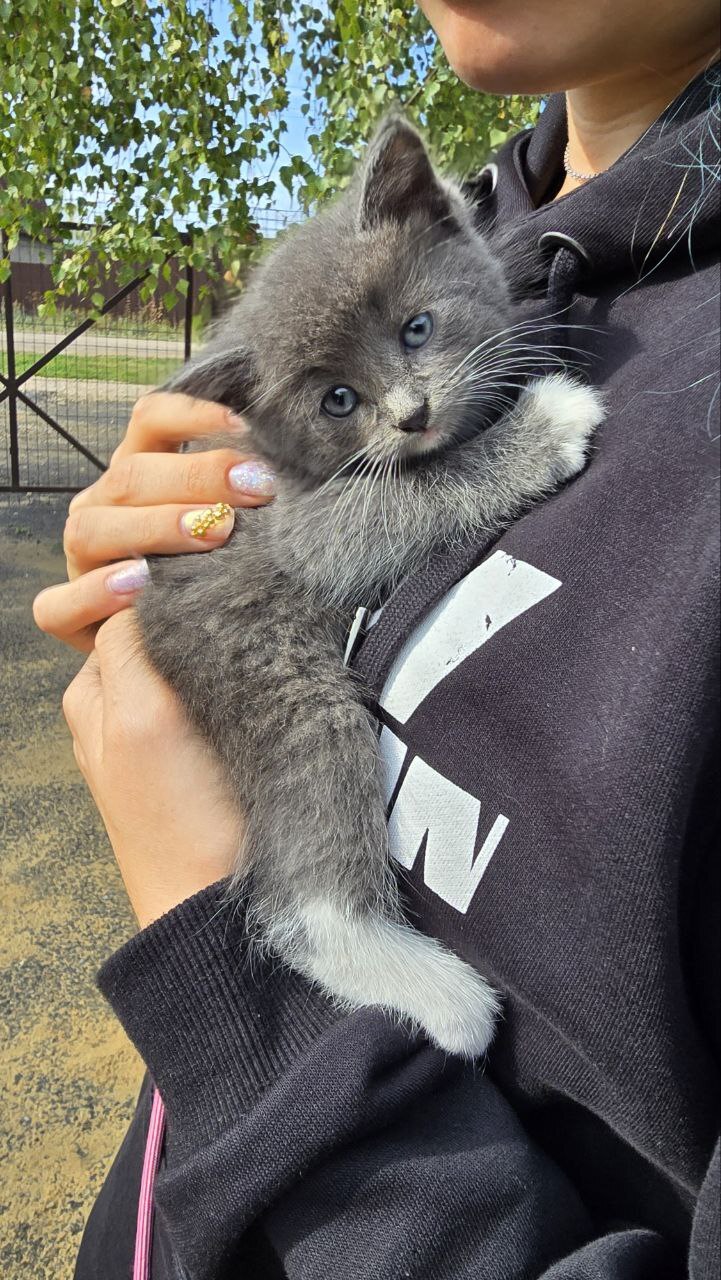 Continuation of the post Another abandoned kittens at dachas somewhere near Tula. Urgently need a home for the little ones or a foster home - Moscow region, Tula region, No rating, In good hands, Helping animals, cat, The strength of the Peekaboo, Kittens, Homeless animals, Kindness, Video, Vertical video, Longpost, Moscow, Reply to post