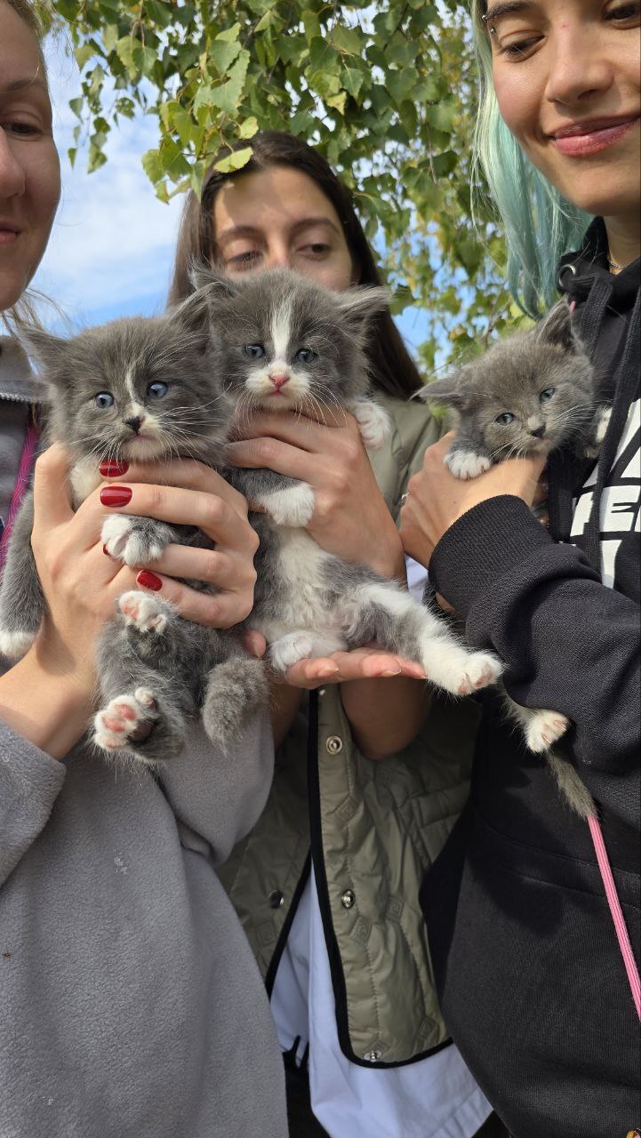 Continuation of the post Another abandoned kittens at dachas somewhere near Tula. Urgently need a home for the little ones or a foster home - Moscow region, Tula region, No rating, In good hands, Helping animals, cat, The strength of the Peekaboo, Kittens, Homeless animals, Kindness, Video, Vertical video, Longpost, Moscow, Reply to post