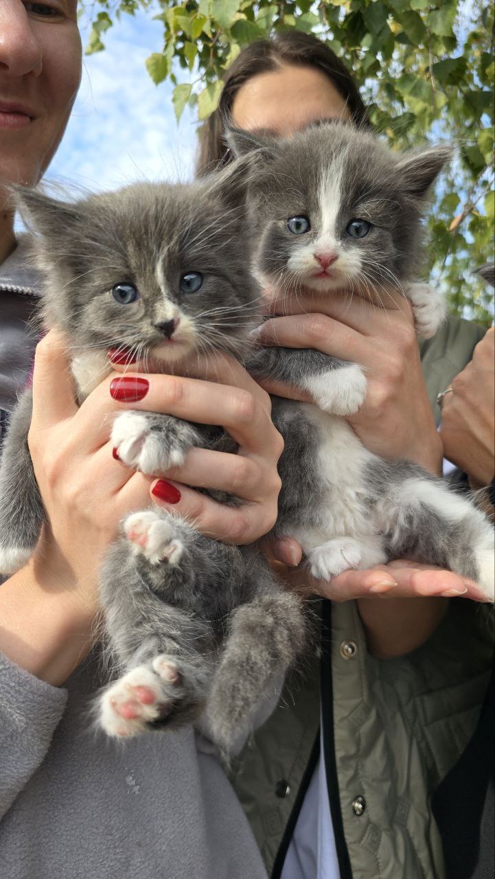 Continuation of the post Another abandoned kittens at dachas somewhere near Tula. Urgently need a home for the little ones or a foster home - Moscow region, Tula region, No rating, In good hands, Helping animals, cat, The strength of the Peekaboo, Kittens, Homeless animals, Kindness, Video, Vertical video, Longpost, Moscow, Reply to post